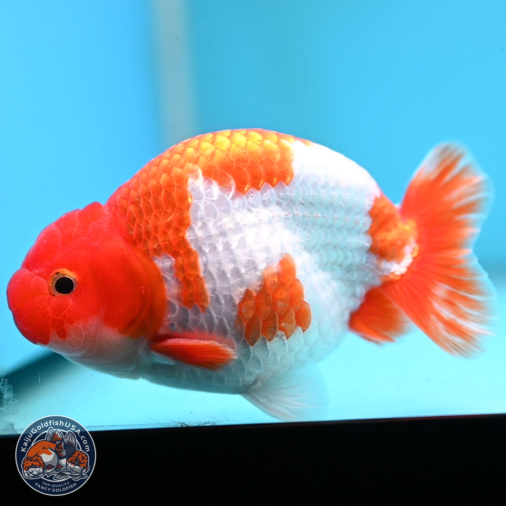 Red White Buffalo Ranchu 5 inches (241025_RC01) - Kaiju Goldfish USA