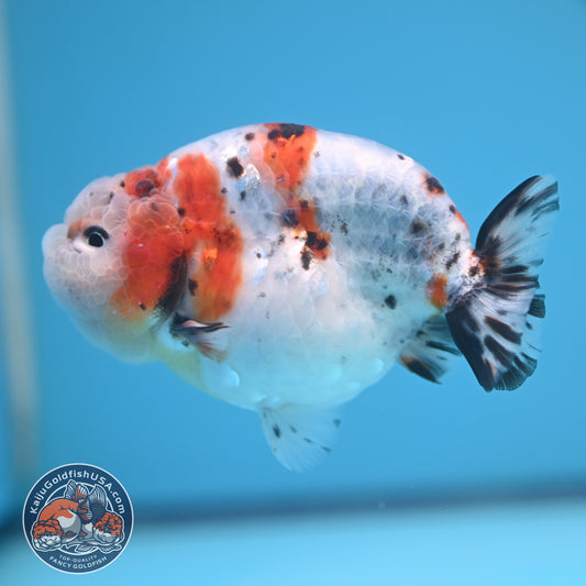 Calico Ranchu 4 inches Body (250606_RC01)