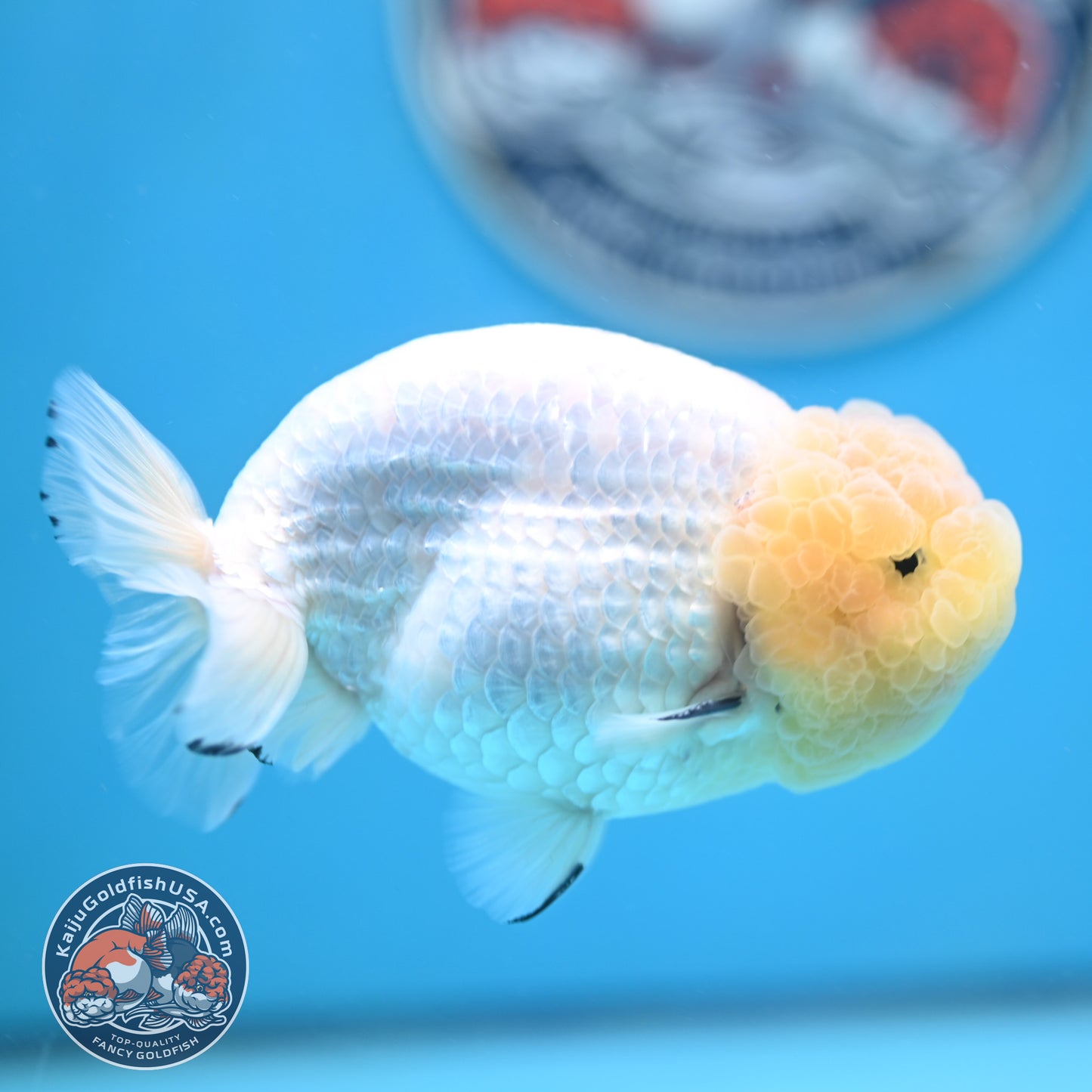 Lemon Head White Ranchu 4.25 inches Body (250502_RC01)