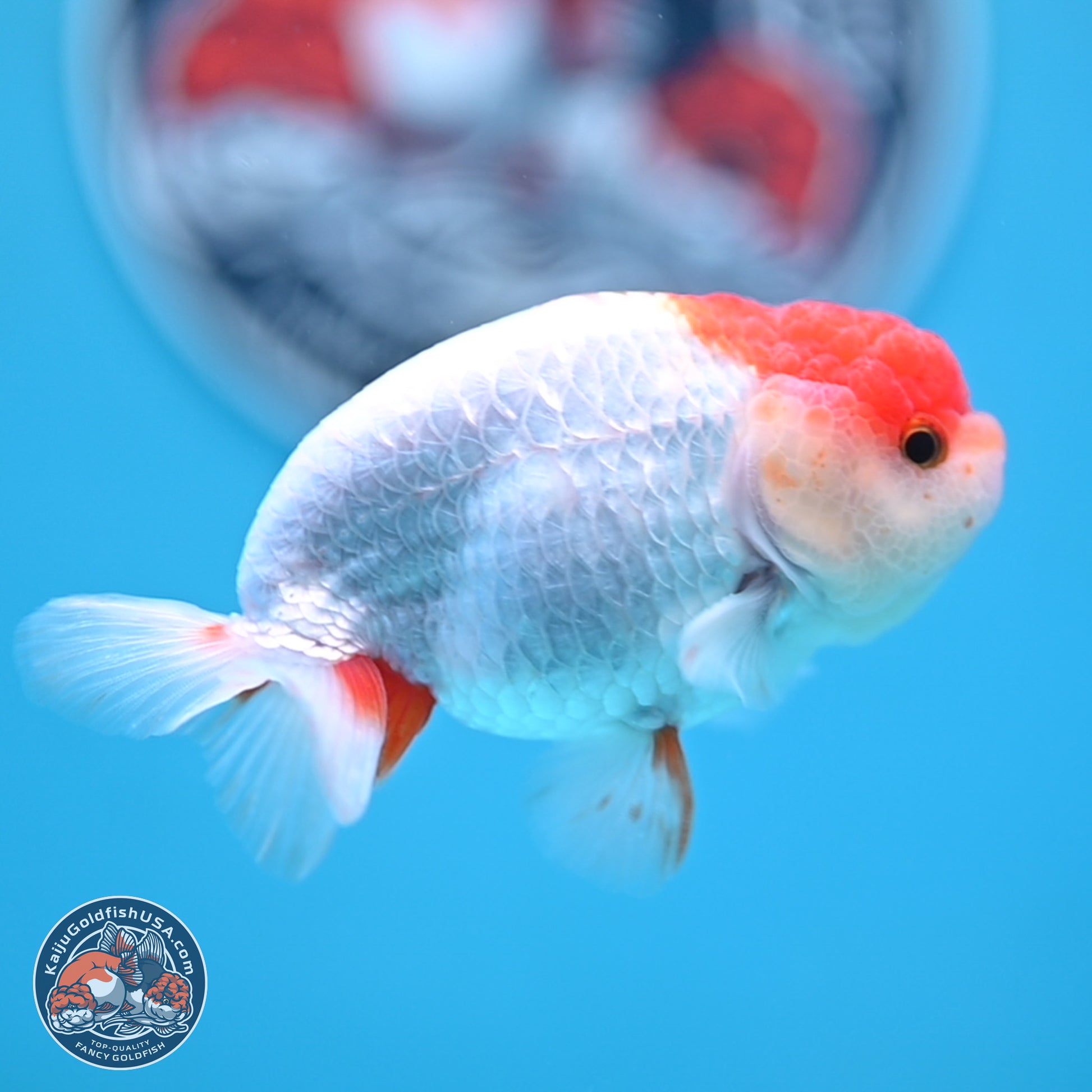 Red White Ranchu 3.25 inches Body - Male (250117_RC01) - Kaiju Goldfish USA