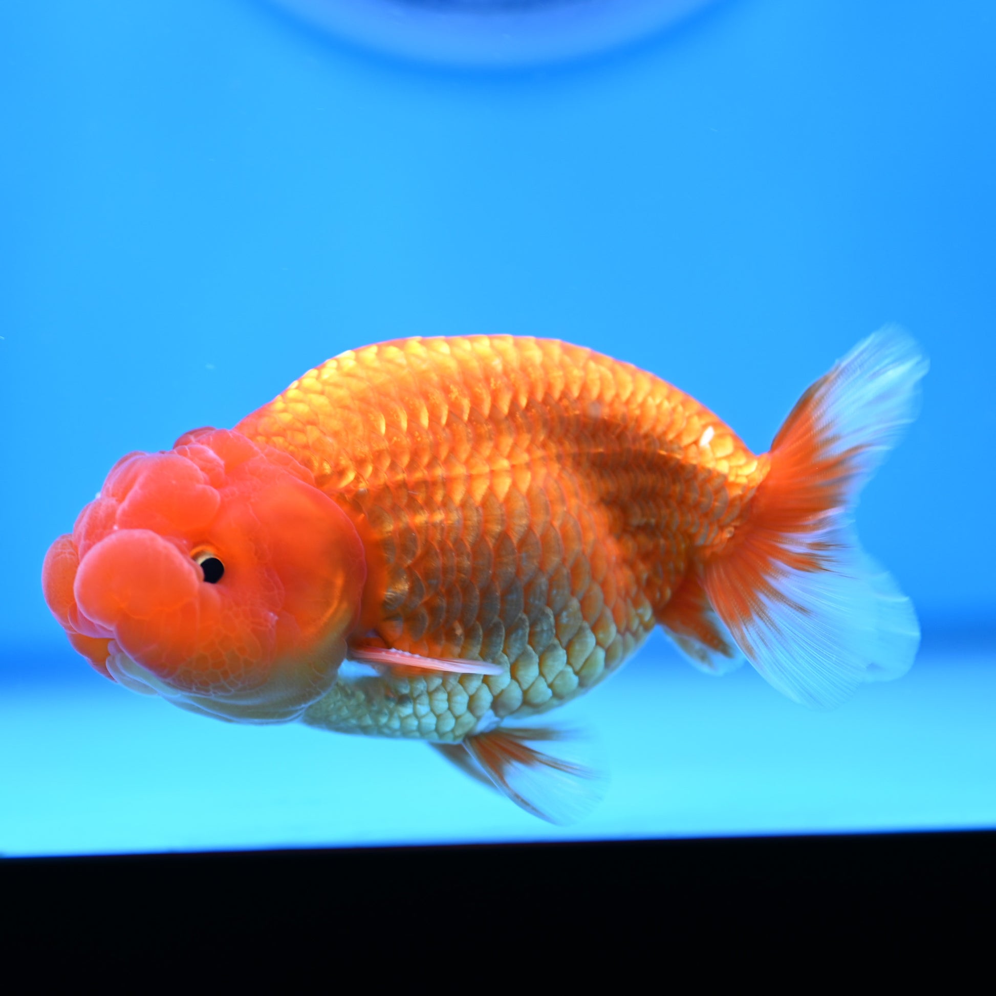 Buffalo Ranchu 4in Body (240704_RC01) - Kaiju Goldfish USA