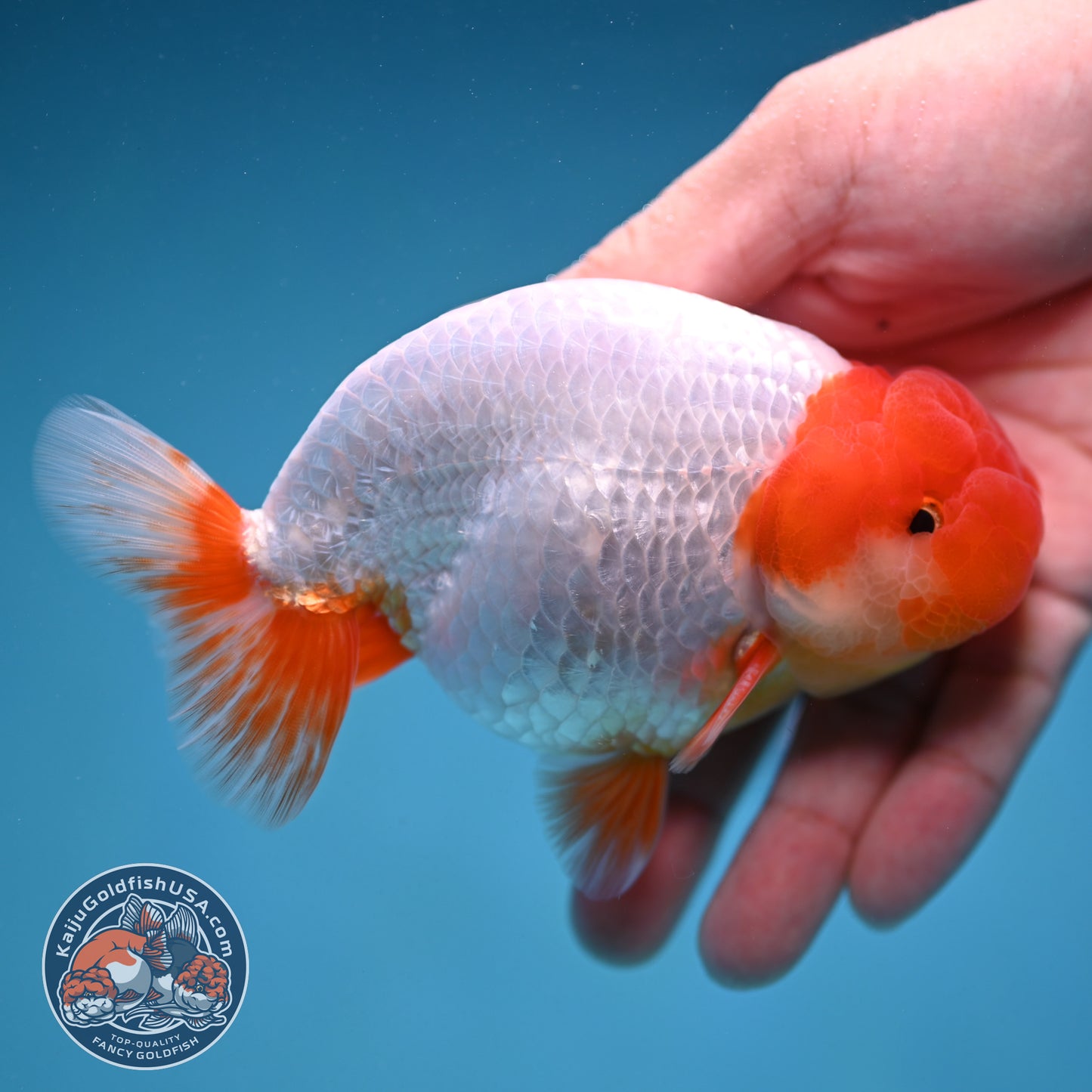 Red Head Buffalo Ranchu 4 inch Body (250912_RC01)