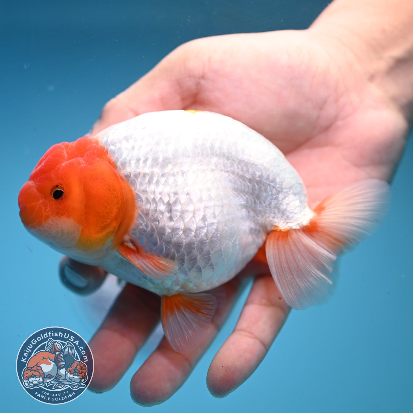 Red Head Buffalo Ranchu 4.5 inch Body (250919_RC01)