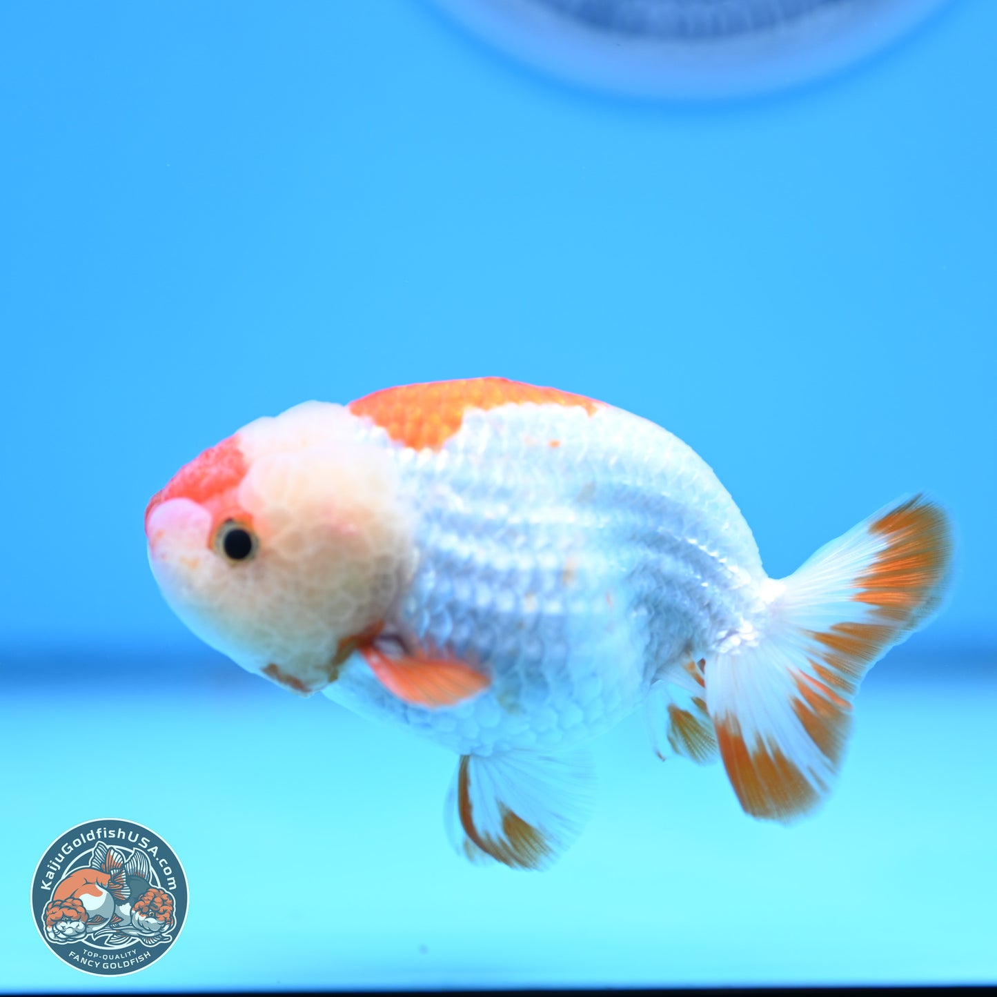 Red White Lionchu 3in body (240809_RC01) - Kaiju Goldfish USA