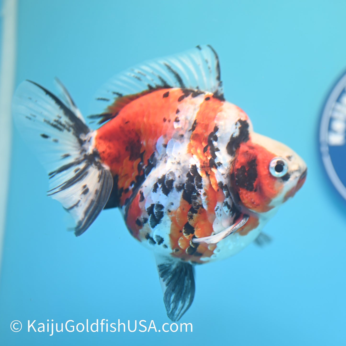 Jumbo Calico Ryukin 5 inches (240503_RY01) - Kaiju Goldfish USA