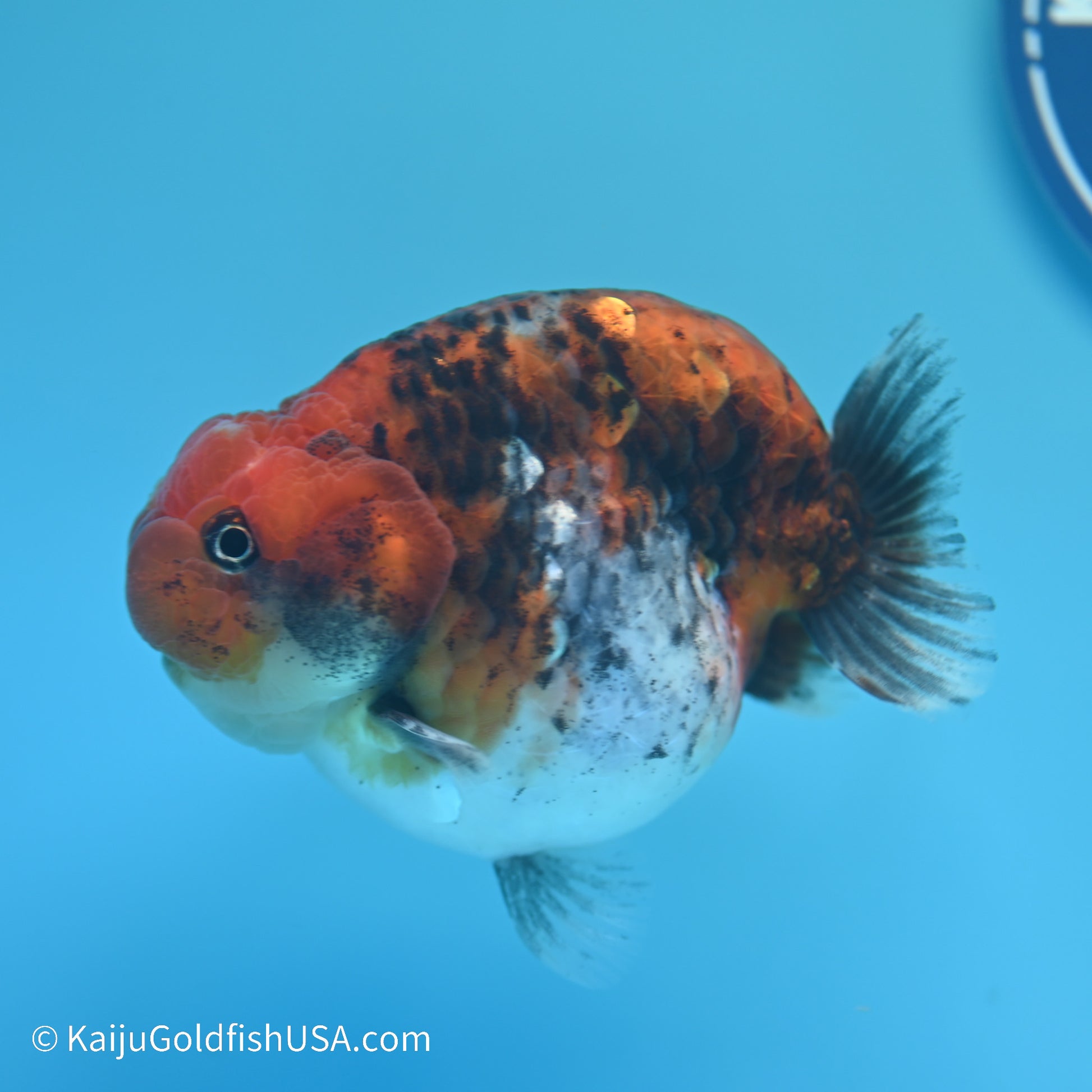 Red Kirin Calico Ranchu 4 inches (240517_RC01) - Kaiju Goldfish USA