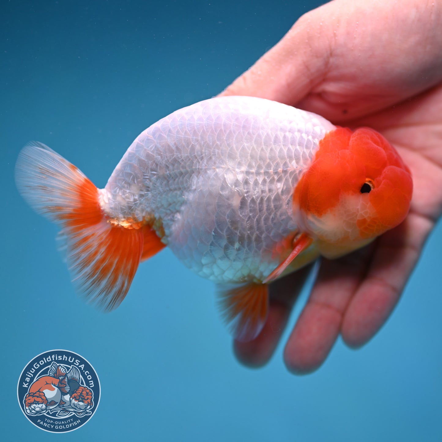 Red Head Buffalo Ranchu 4 inch Body (250912_RC01)
