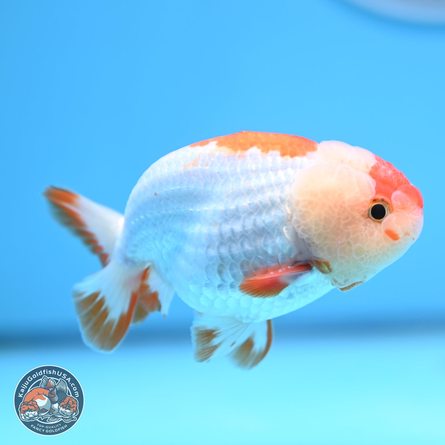 Red White Lionchu 3in body (240809_RC01) - Kaiju Goldfish USA