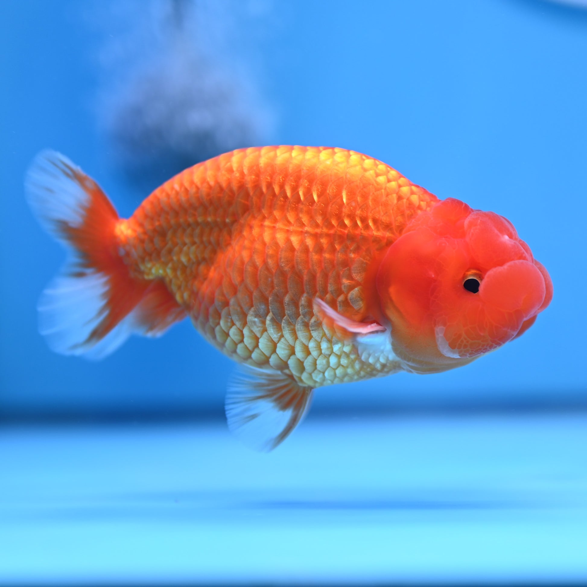 Buffalo Ranchu 4in Body (240704_RC01) - Kaiju Goldfish USA