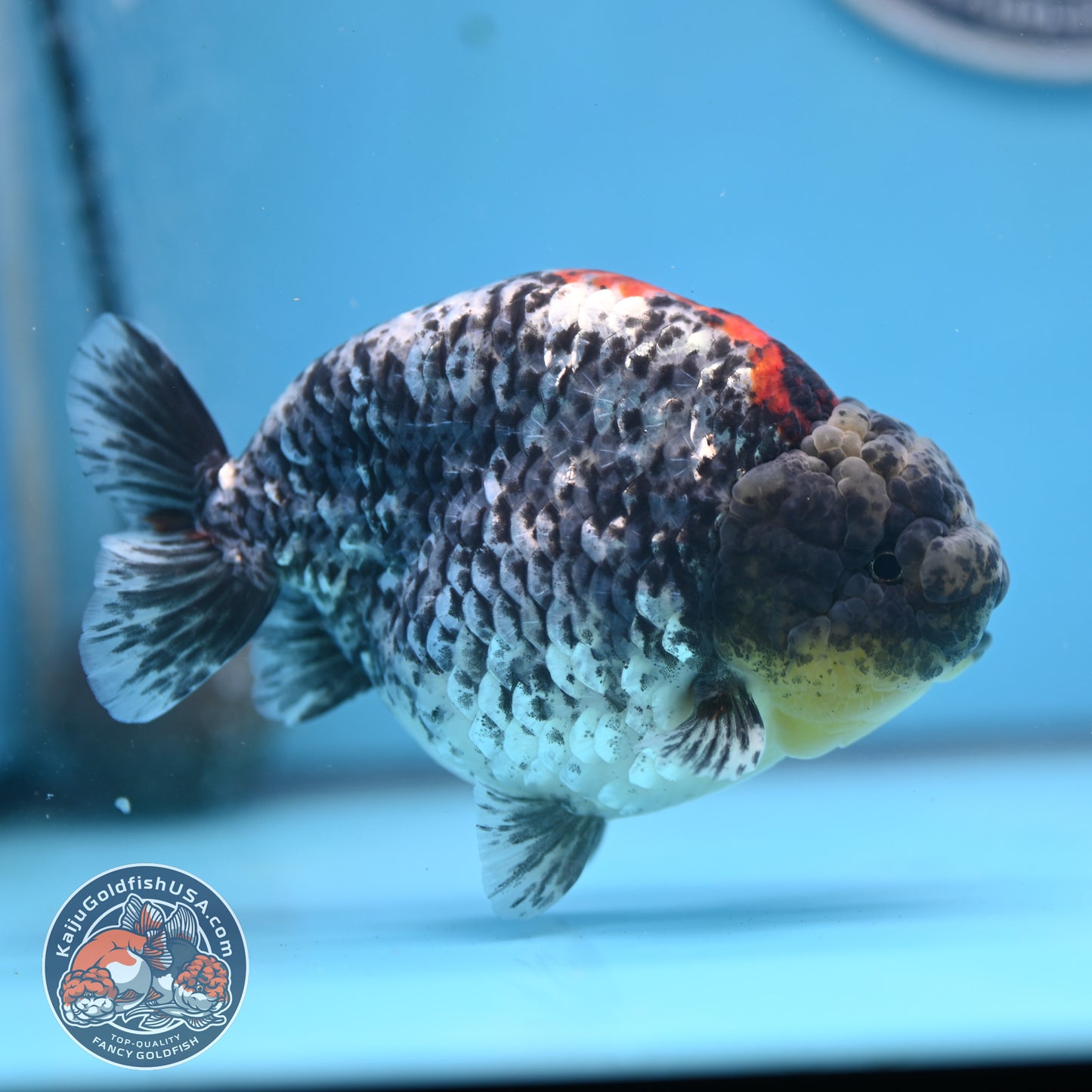 Blue Based Metallic Ranchu 5 inches Body (250523_RC01)