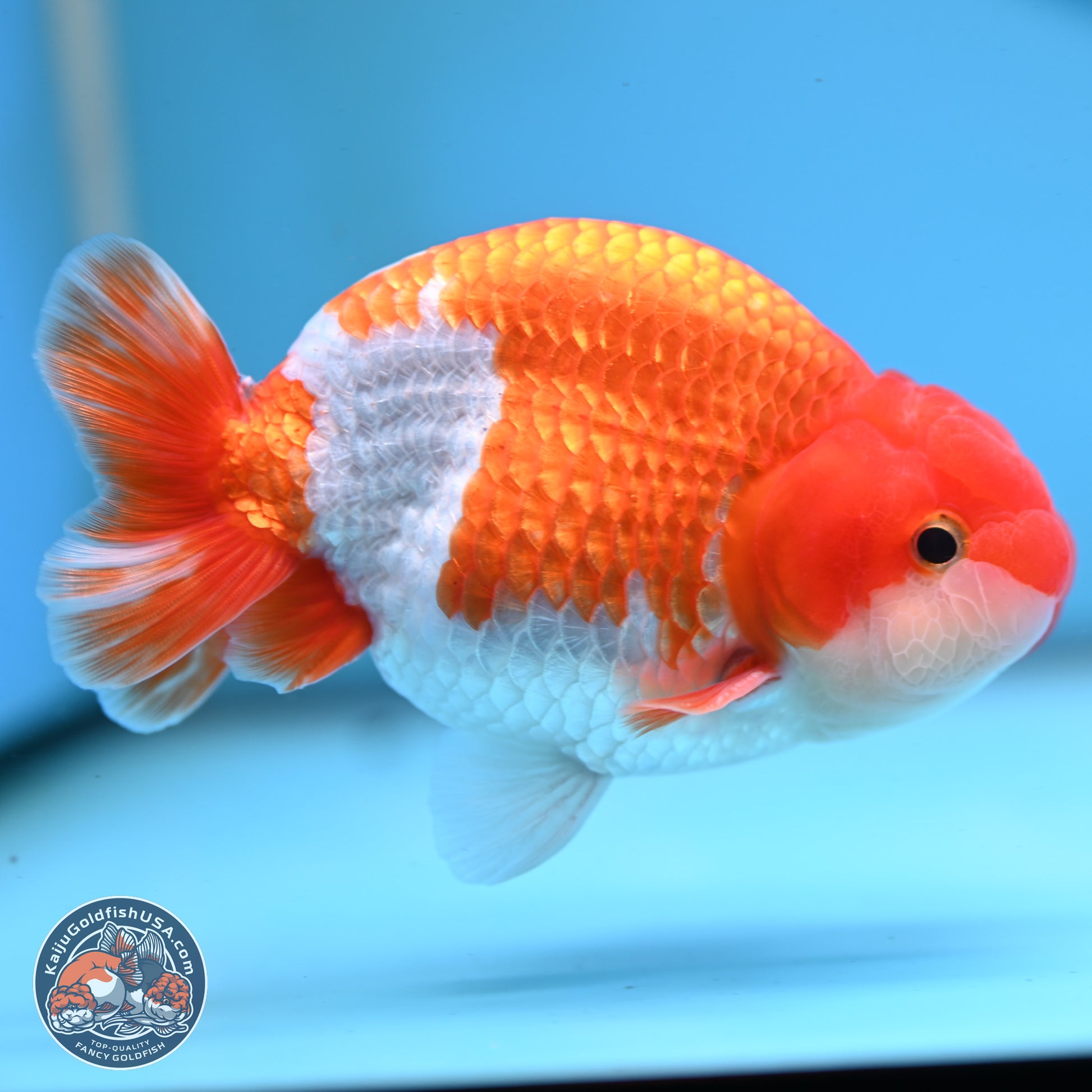 Red White Buffalo Ranchu 5 inches (241025_RC01) - Kaiju Goldfish USA