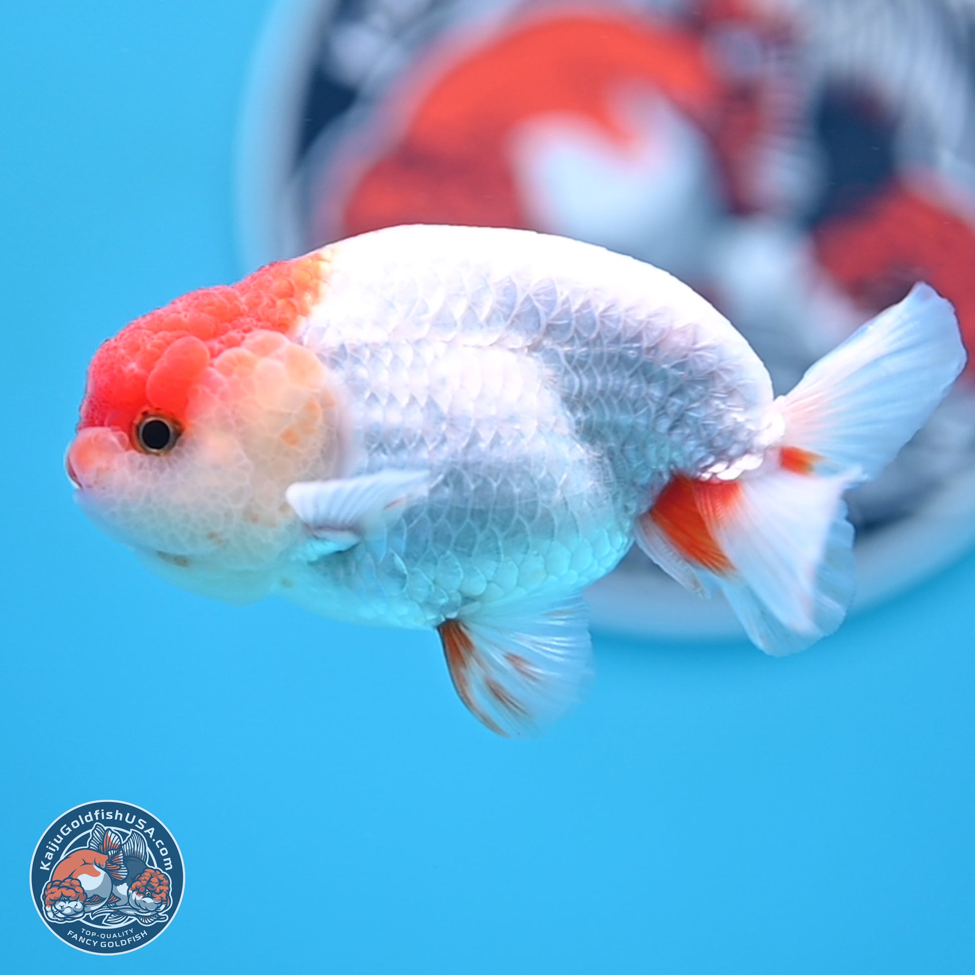 Red White Ranchu 3.25 inches Body - Male (250117_RC01) - Kaiju Goldfish USA