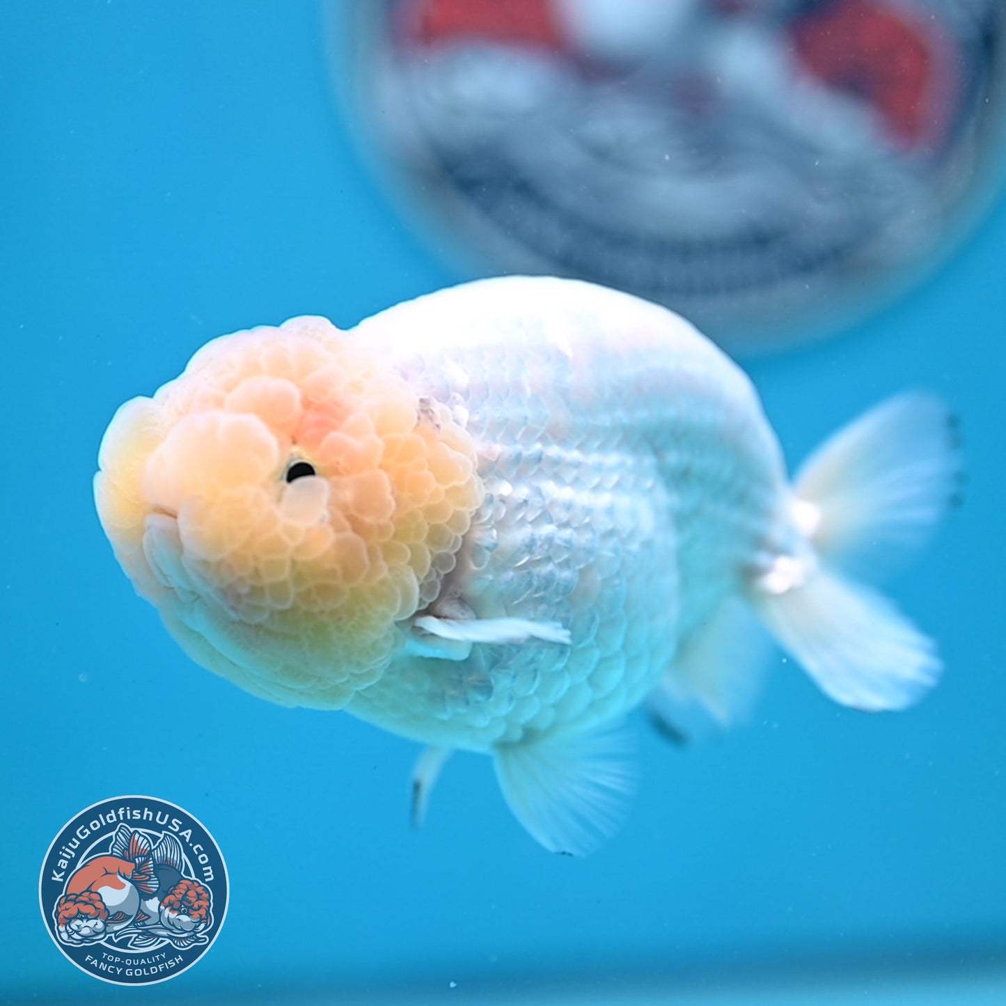 Lemon Head White Ranchu 4.25 inches Body (250502_RC01)