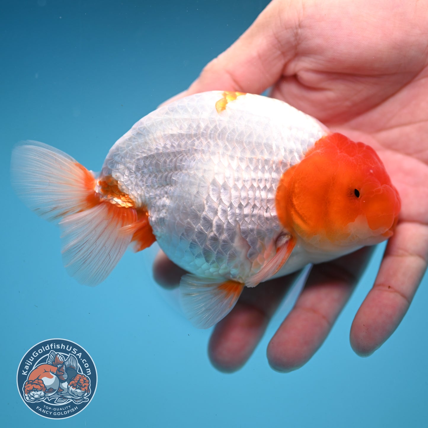 Red Head Buffalo Ranchu 4.5 inch Body (250919_RC01)