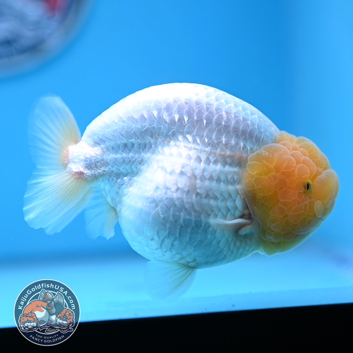 Lemon Head Snow White Ranchu 4.75 inches Body (250509_RC01)