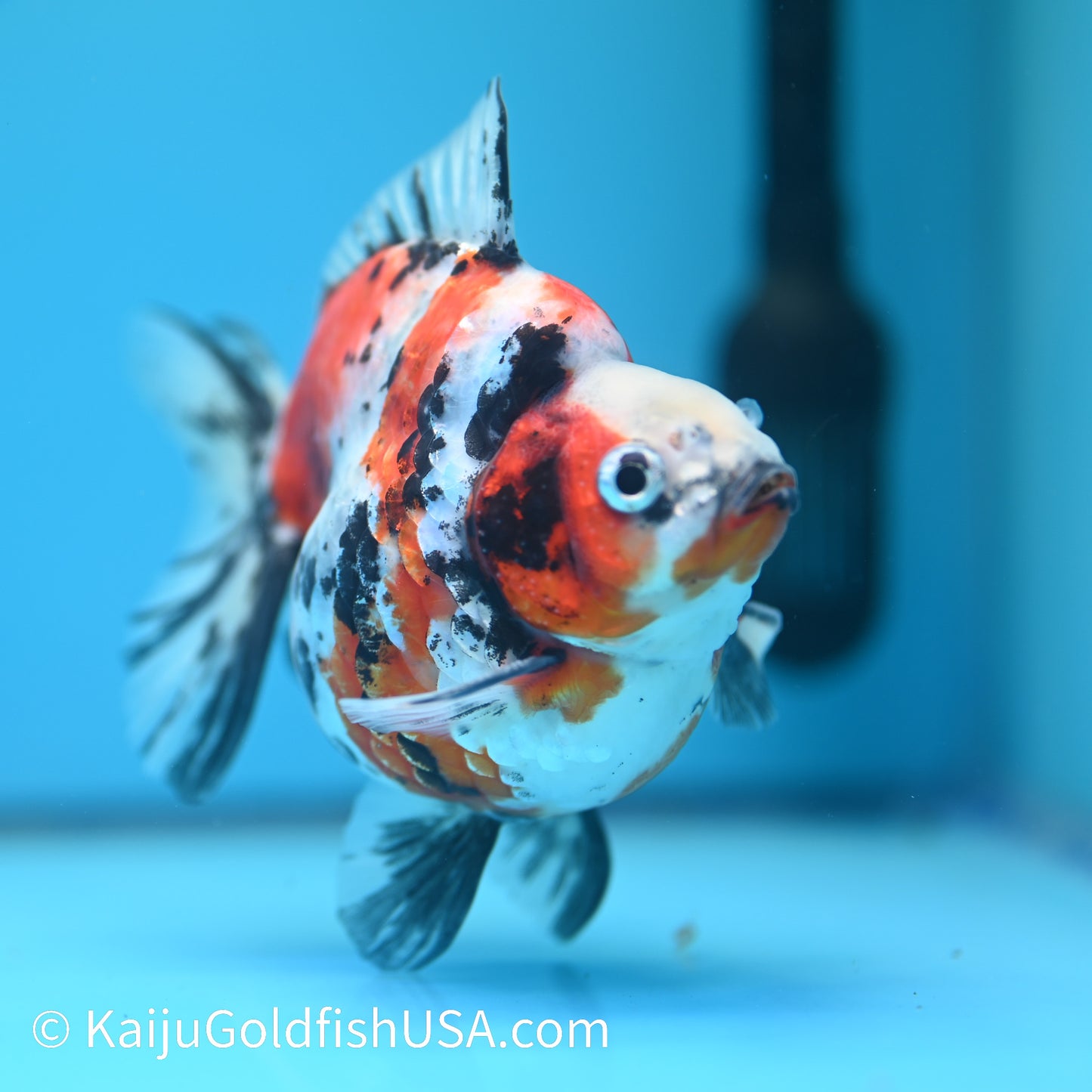 Jumbo Calico Ryukin 5 inches (240503_RY01) - Kaiju Goldfish USA