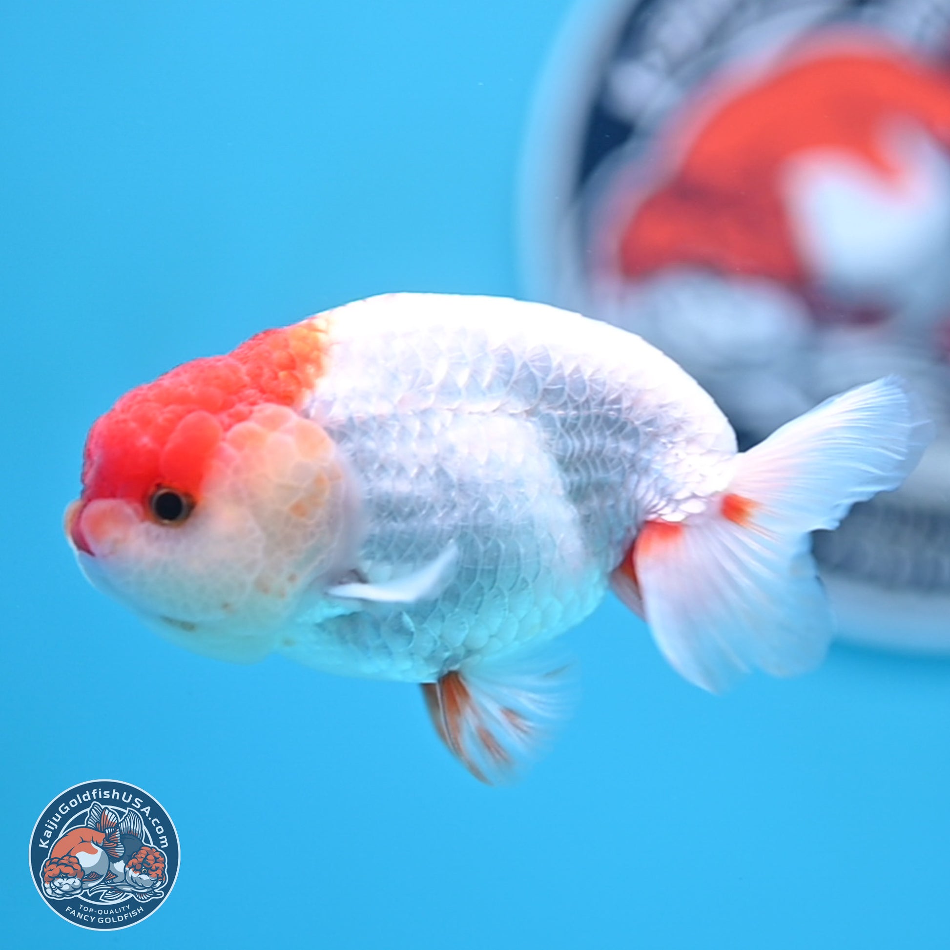 Red White Ranchu 3.25 inches Body - Male (250117_RC01) - Kaiju Goldfish USA