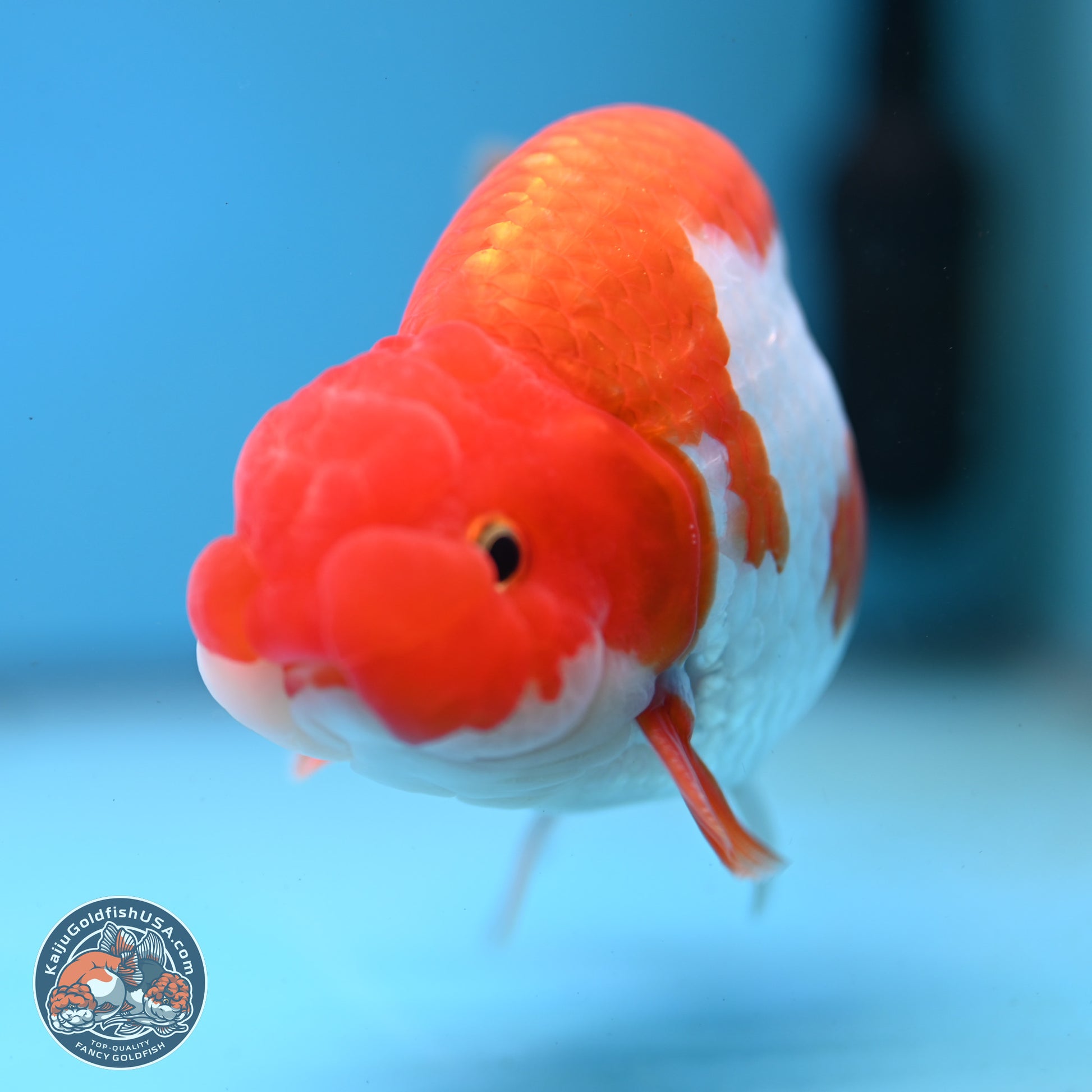 Red White Buffalo Ranchu 5 inches (241025_RC01) - Kaiju Goldfish USA