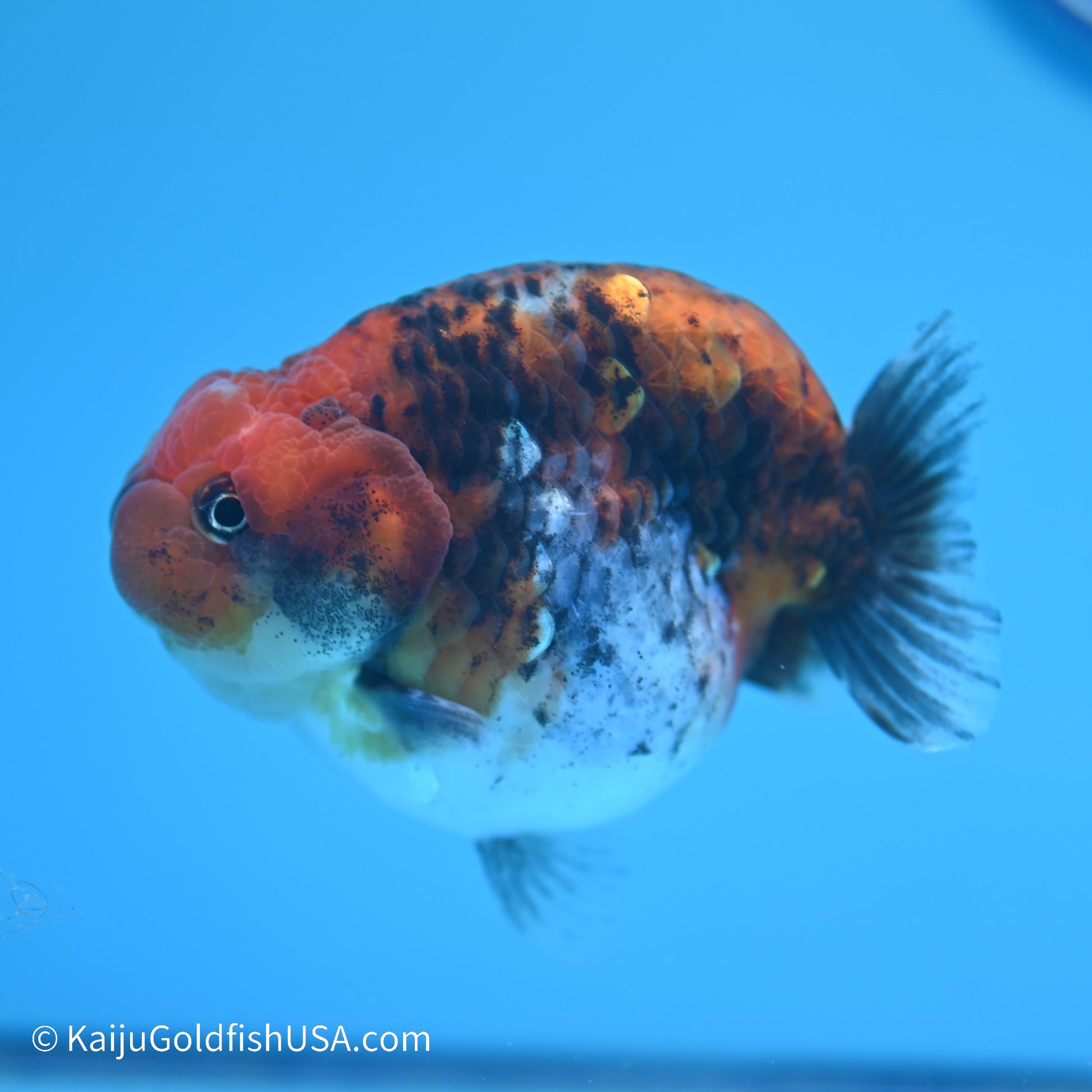 Red Kirin Calico Ranchu 4 inches (240517_RC01) - Kaiju Goldfish USA