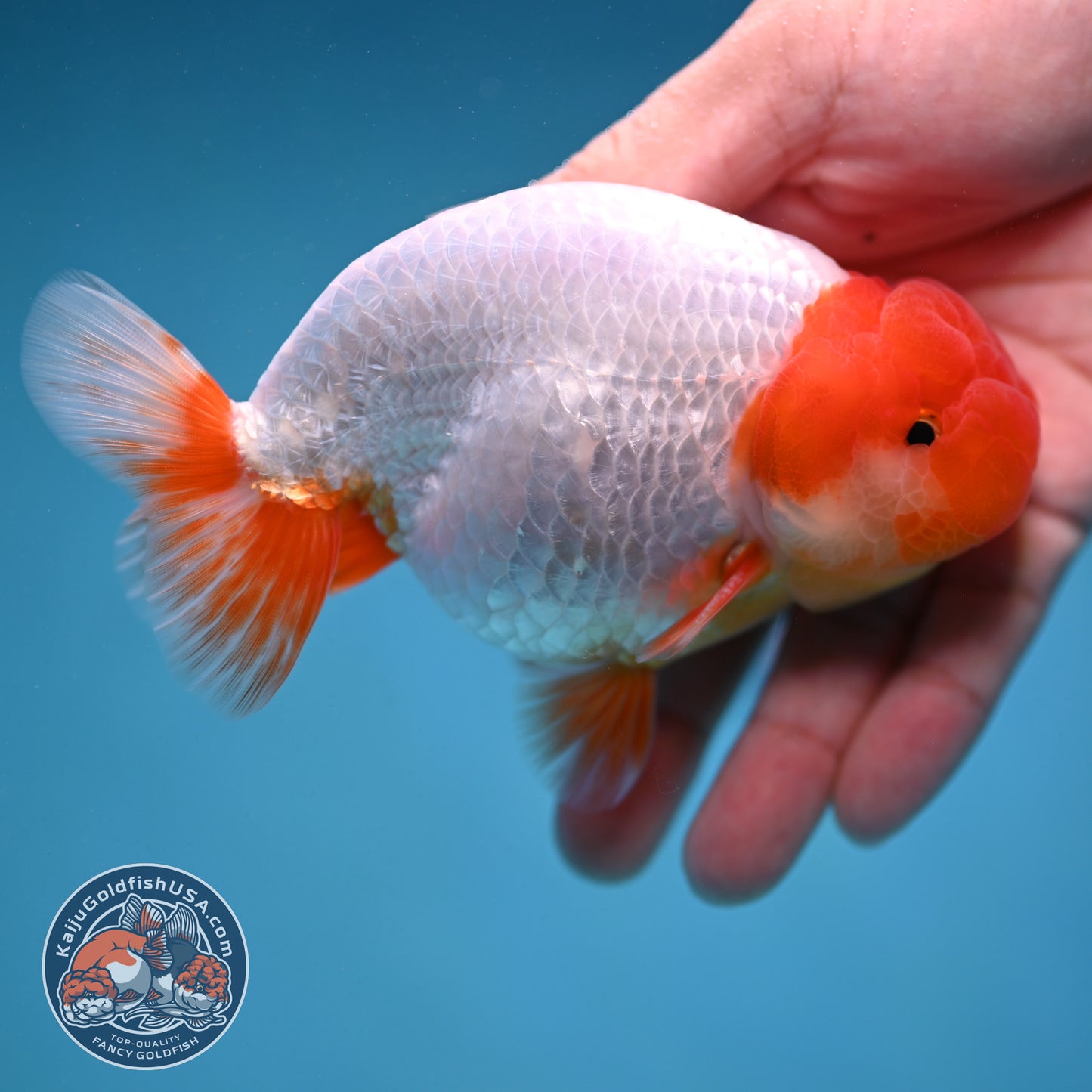 Red Head Buffalo Ranchu 4 inch Body (250912_RC01)