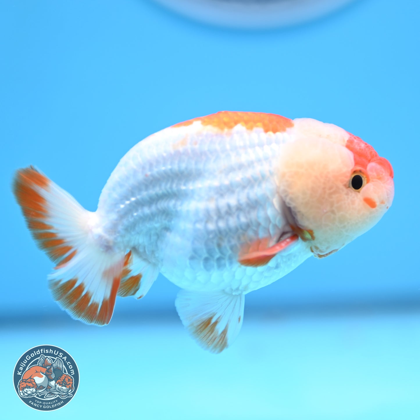 Red White Lionchu 3in body (240809_RC01) - Kaiju Goldfish USA