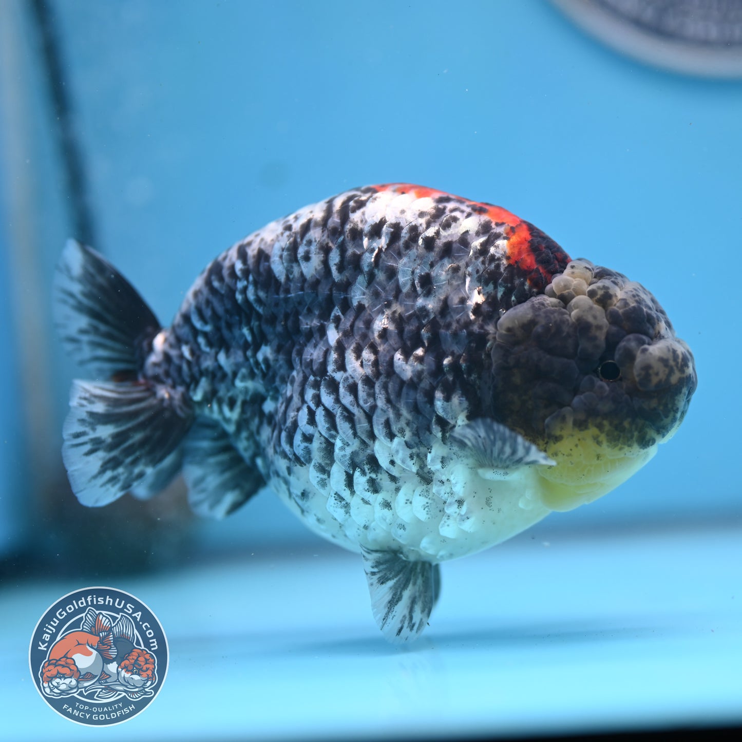 Blue Based Metallic Ranchu 5 inches Body (250523_RC01)