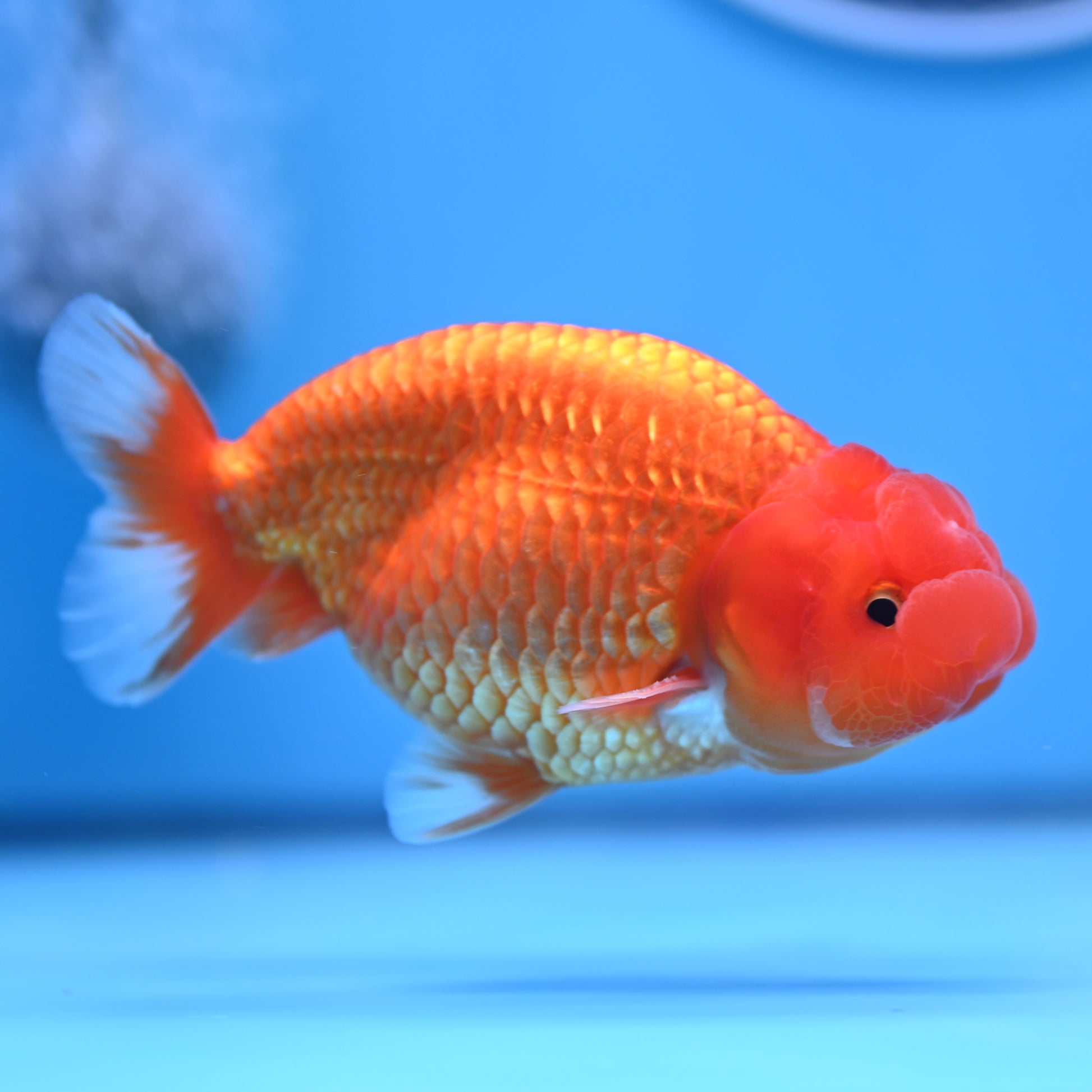 Buffalo Ranchu 4in Body (240704_RC01) - Kaiju Goldfish USA