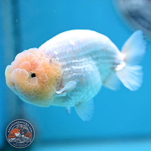 Lemon Head White Ranchu 4.25 inches Body (250502_RC01)
