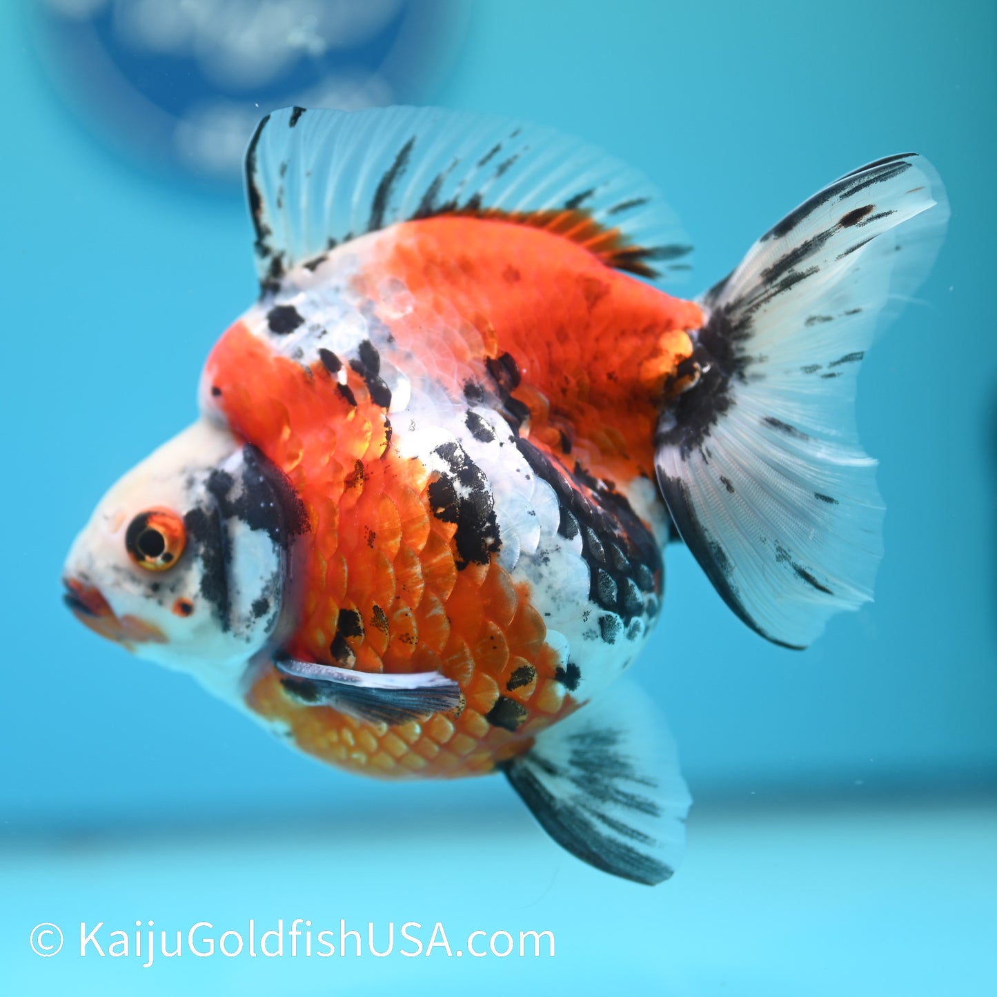 Jumbo Calico Ryukin 5 inches (240503_RY01) - Kaiju Goldfish USA