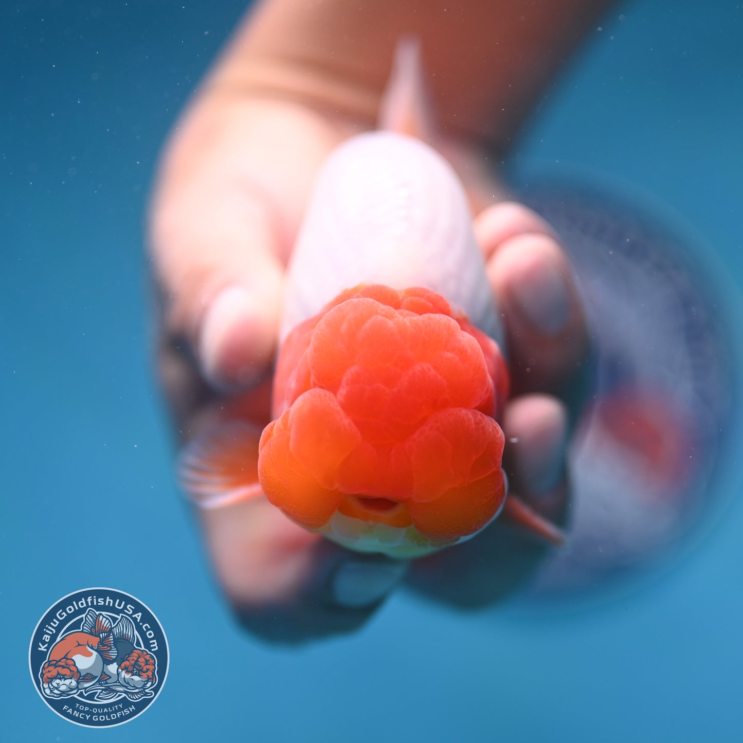 Red Head Buffalo Ranchu 4 inch Body (250912_RC01)