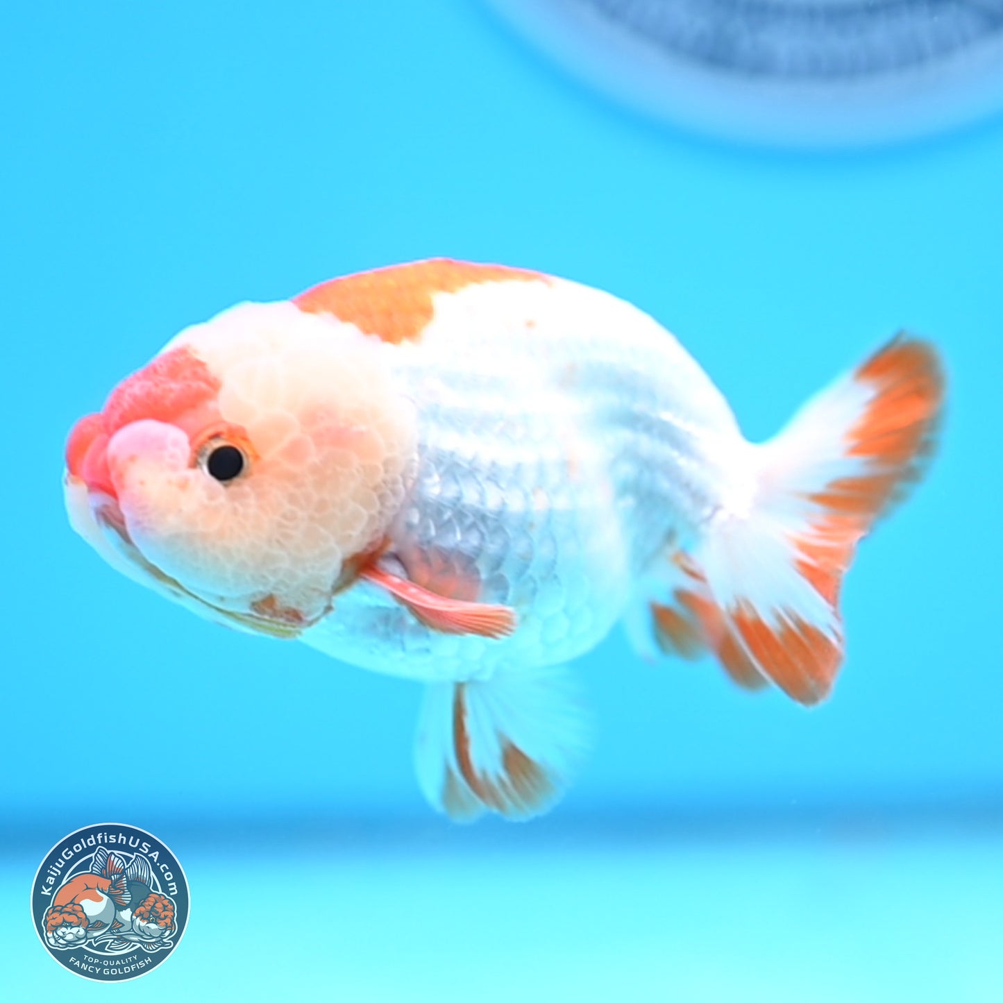 Red White Lionchu 3in body (240809_RC01) - Kaiju Goldfish USA