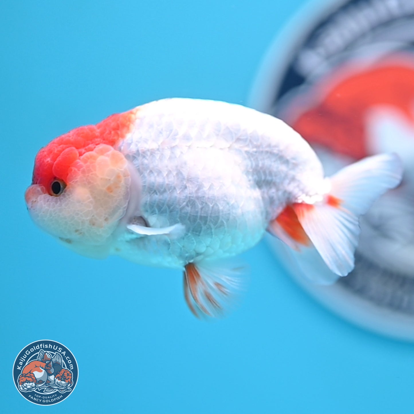 Red White Ranchu 3.25 inches Body - Male (250117_RC01) - Kaiju Goldfish USA