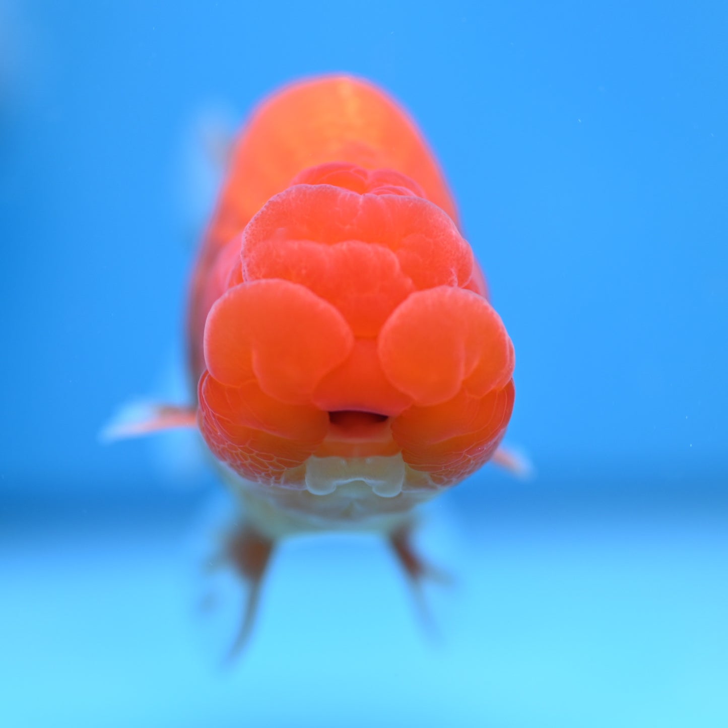 Buffalo Ranchu 4in Body (240704_RC01) - Kaiju Goldfish USA