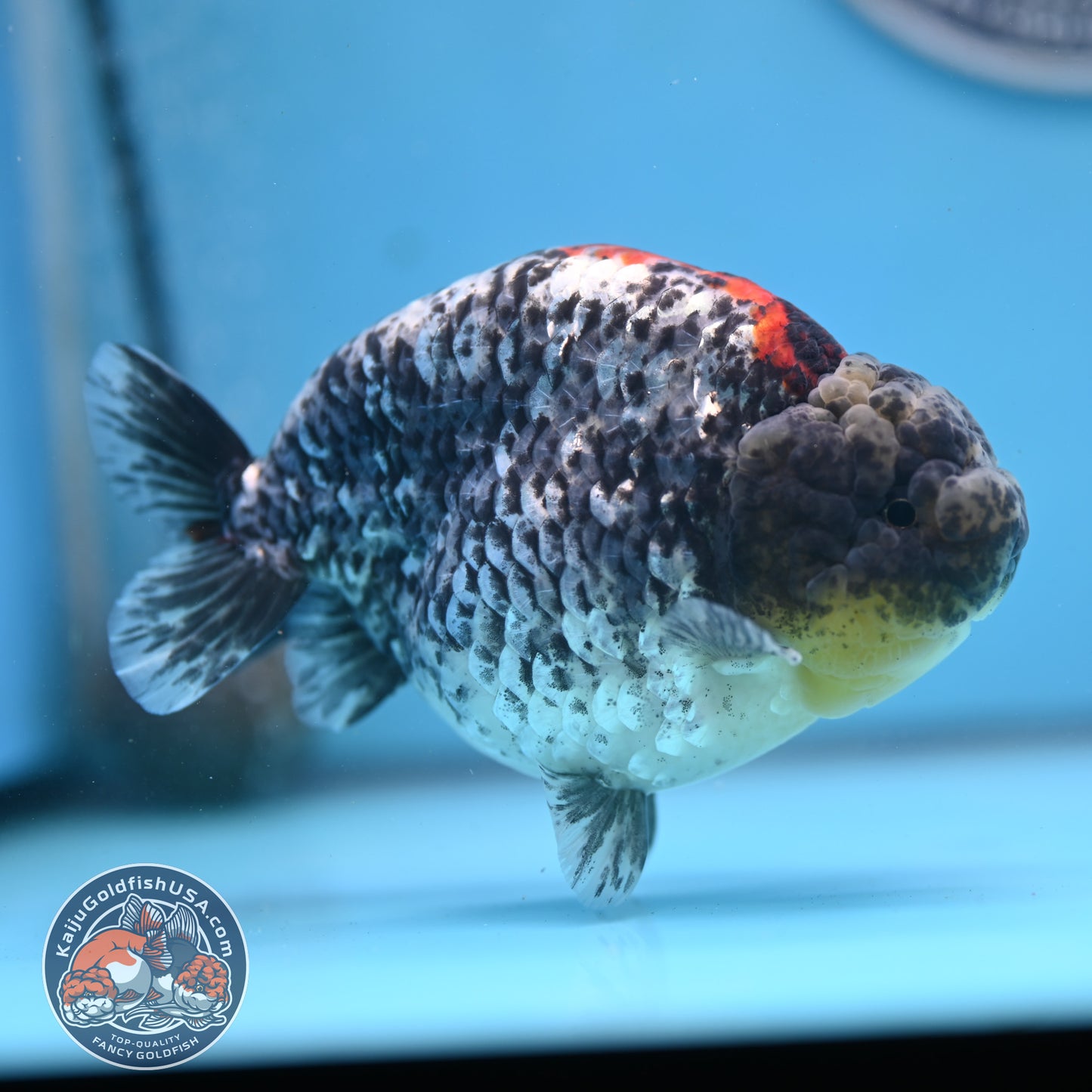 Blue Based Metallic Ranchu 5 inches Body (250523_RC01)
