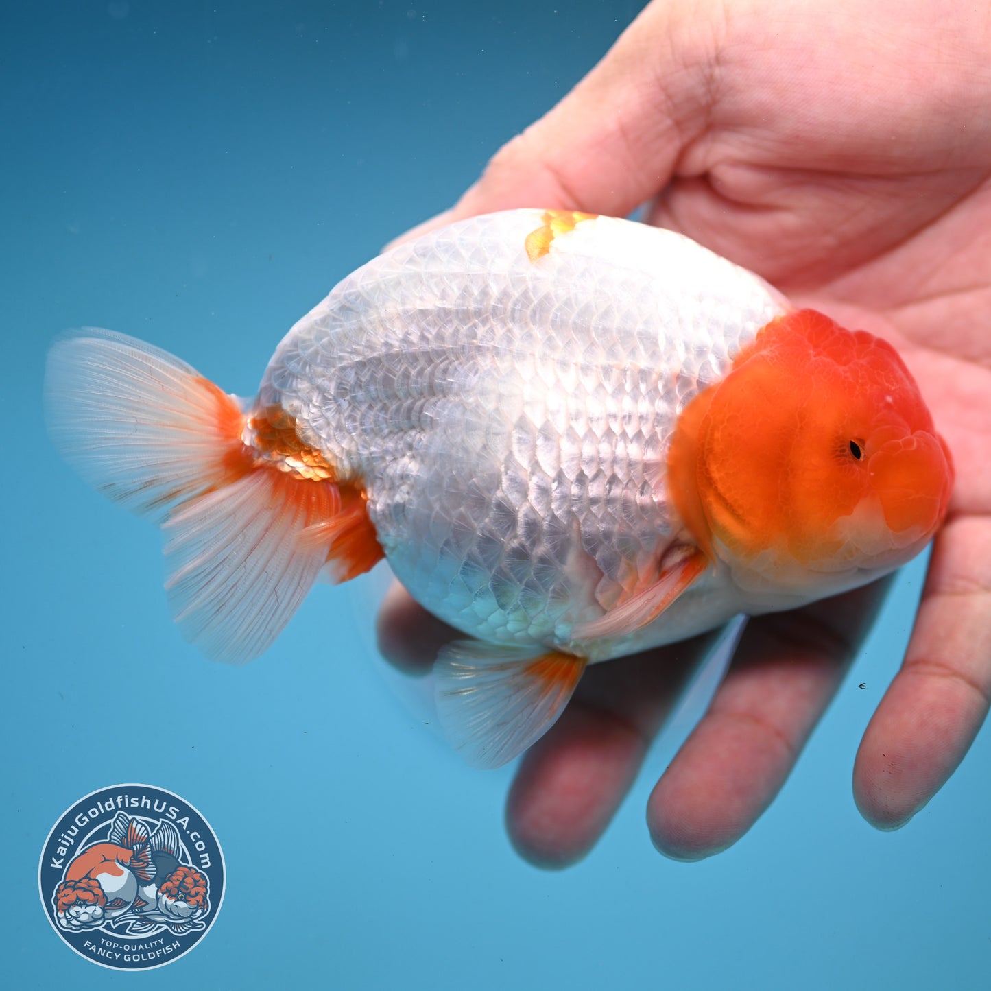 Red Head Buffalo Ranchu 4.5 inch Body (250919_RC01)