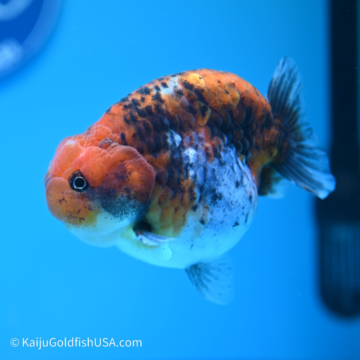 Red Kirin Calico Ranchu 4 inches (240517_RC01) - Kaiju Goldfish USA