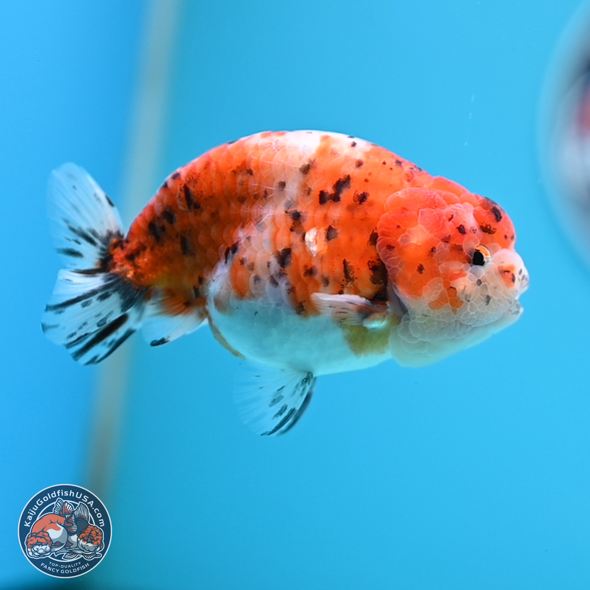 Tricolor Sakura Ranchu Goldfish for Sale | Kaiju Goldfish USA