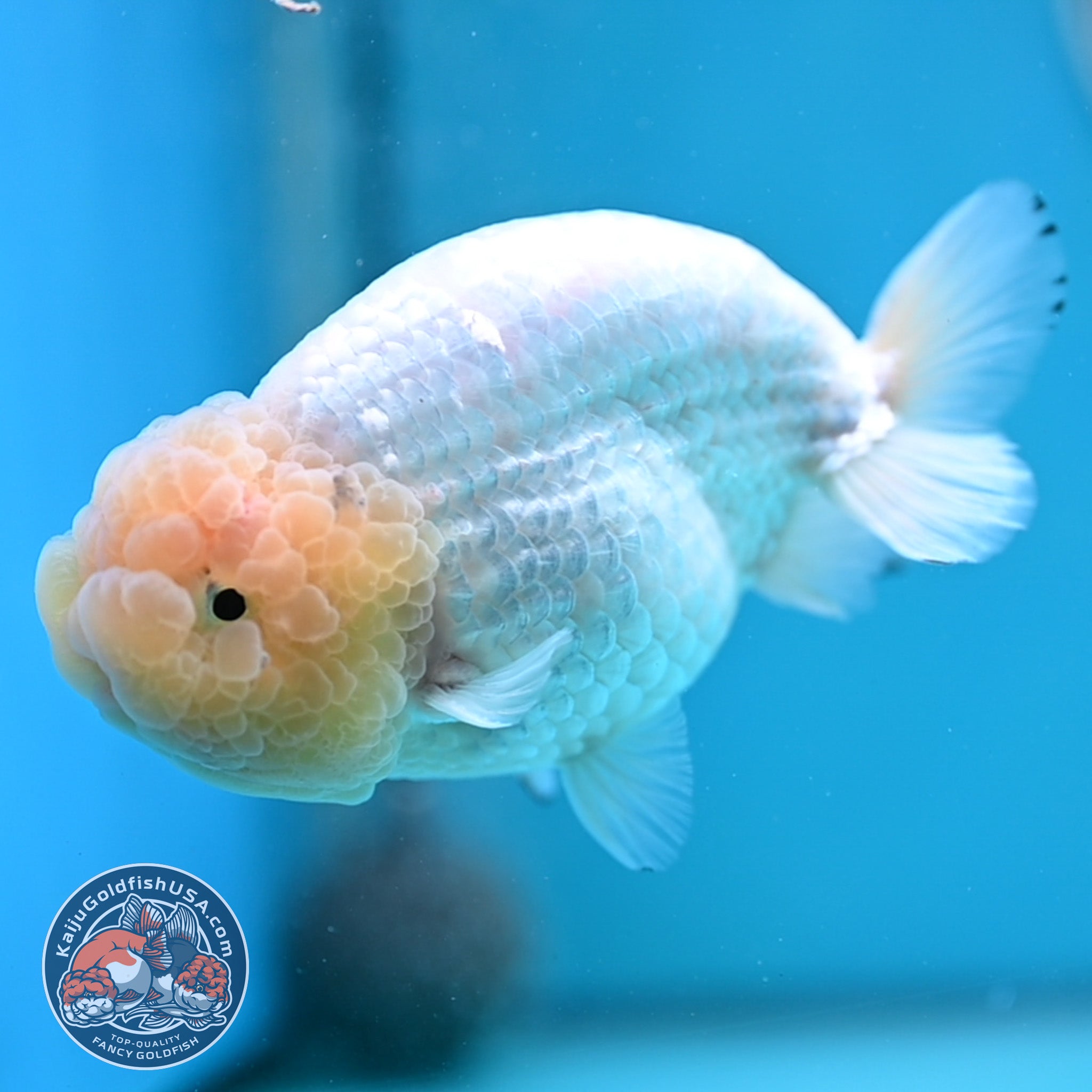 Lemon Head White Ranchu Goldfish for Sale | Kaiju Goldfish USA