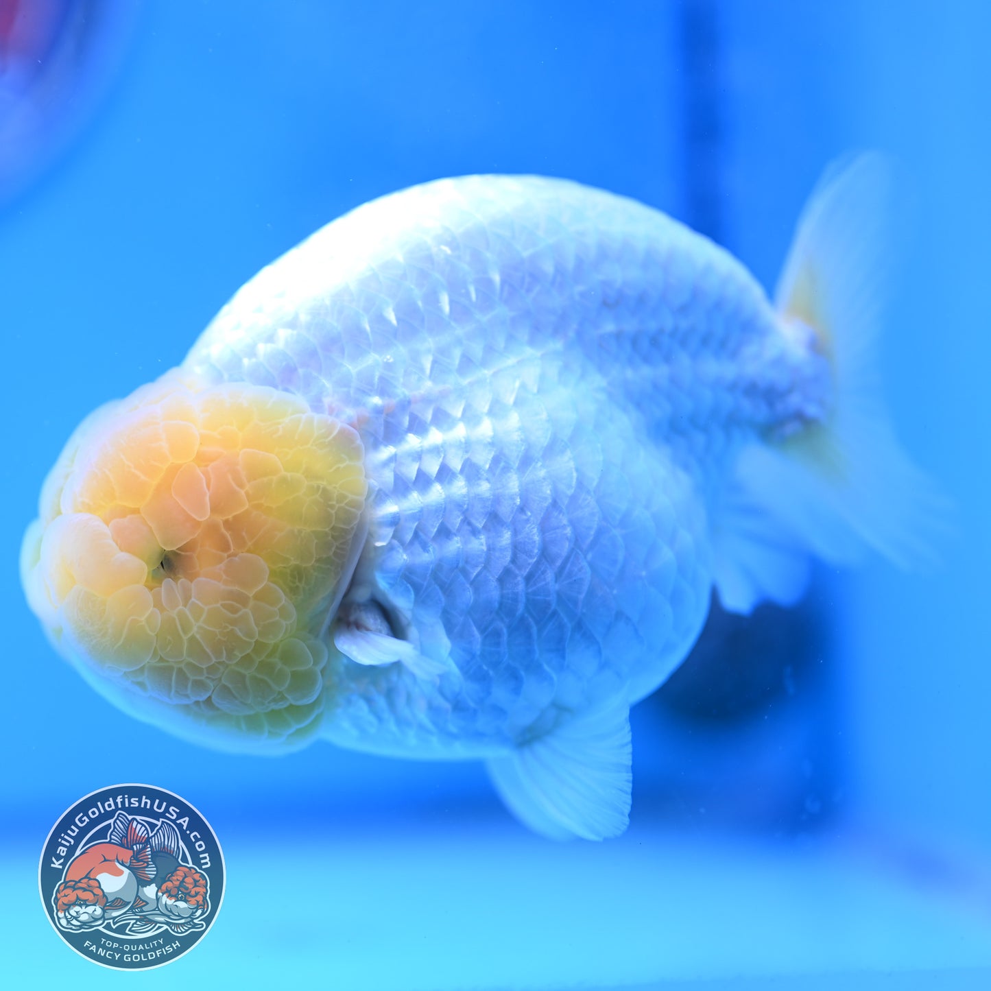 Lemon Head Snow White Ranchu 4.75 inches Body (250509_RC01)