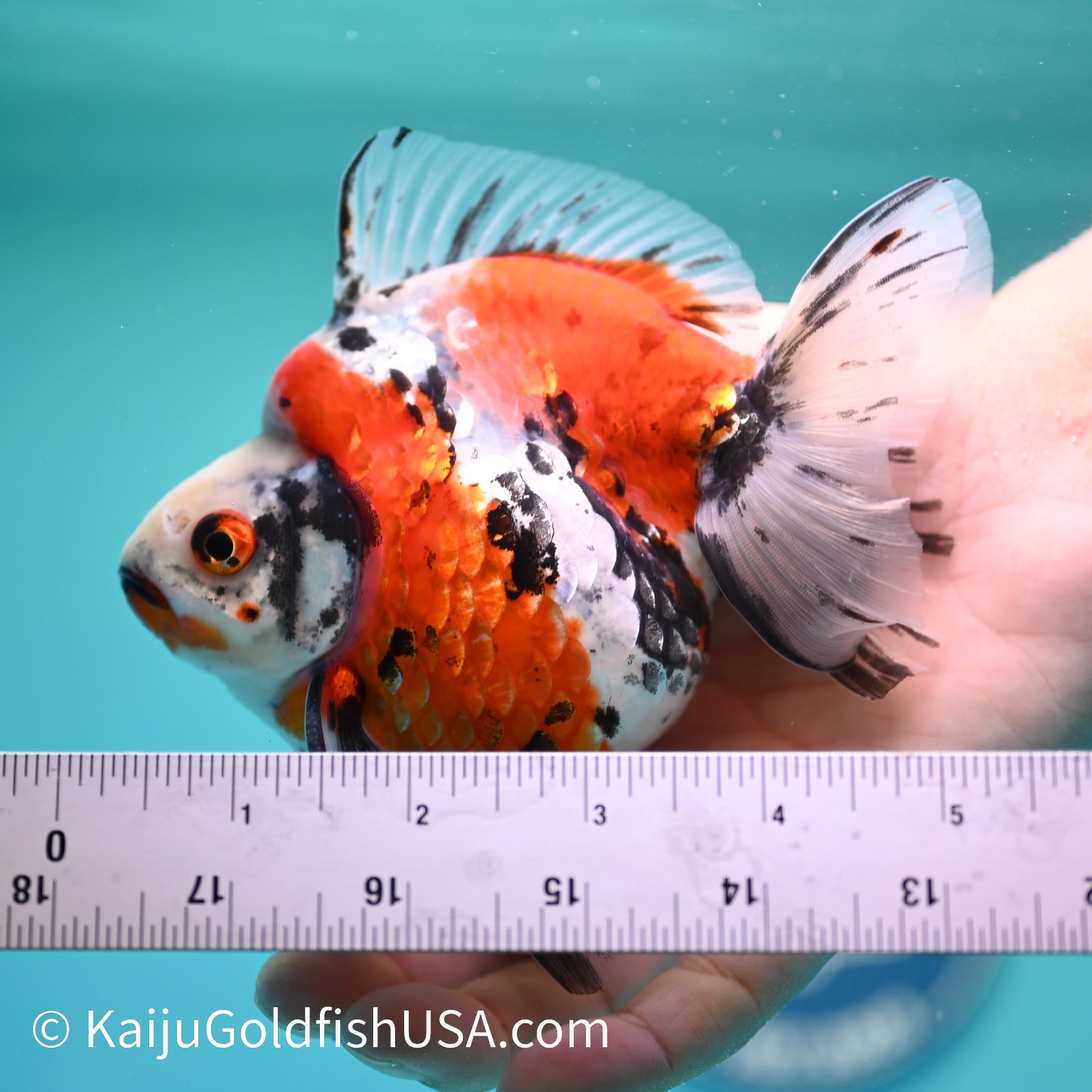 Jumbo Calico Ryukin 5 inches (240503_RY01) - Kaiju Goldfish USA