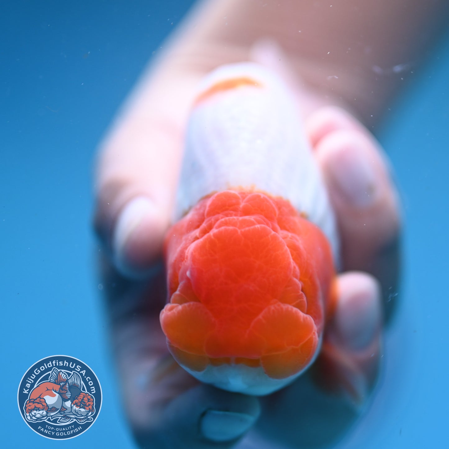 Red Head Buffalo Ranchu 4.5 inch Body (250919_RC01)