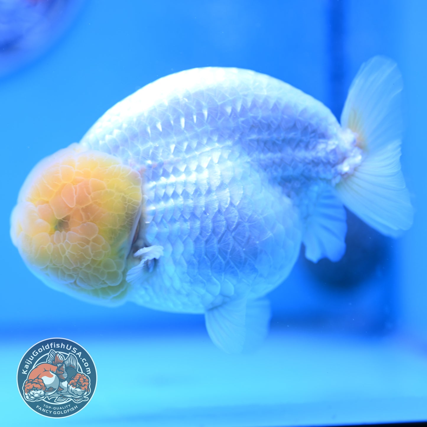 Lemon Head Snow White Ranchu 4.75 inches Body (250509_RC01)