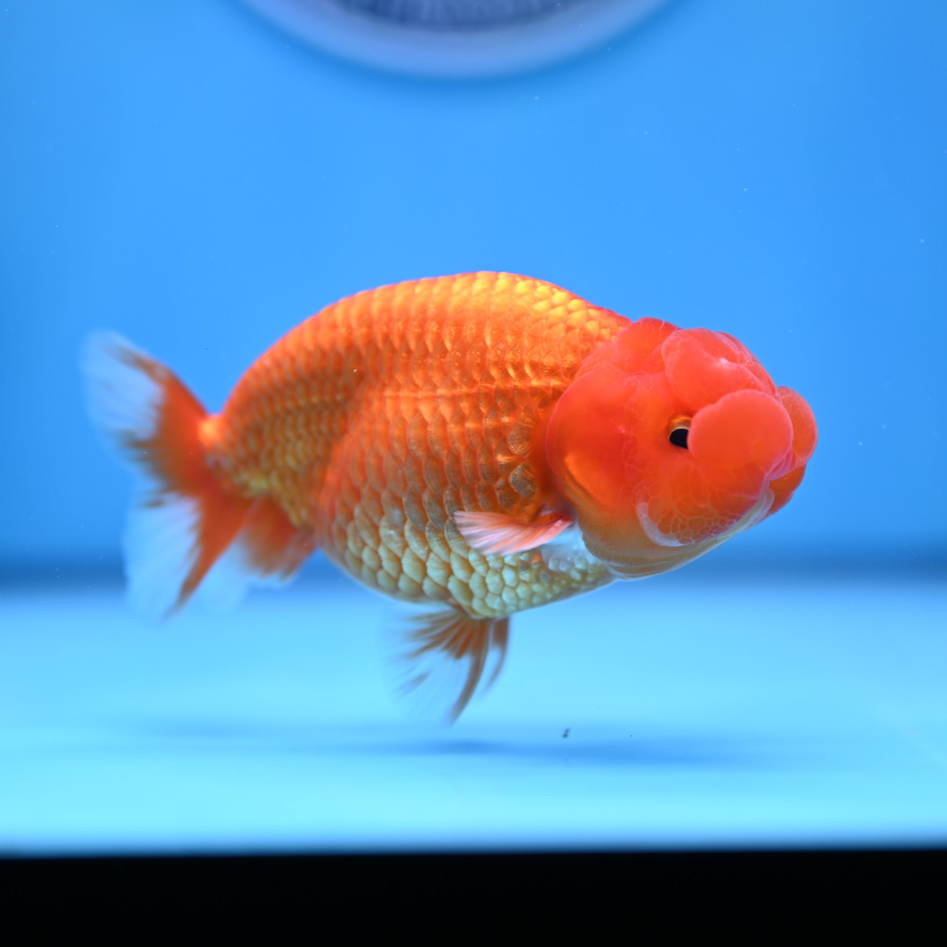 Buffalo Ranchu 4in Body (240704_RC01) - Kaiju Goldfish USA