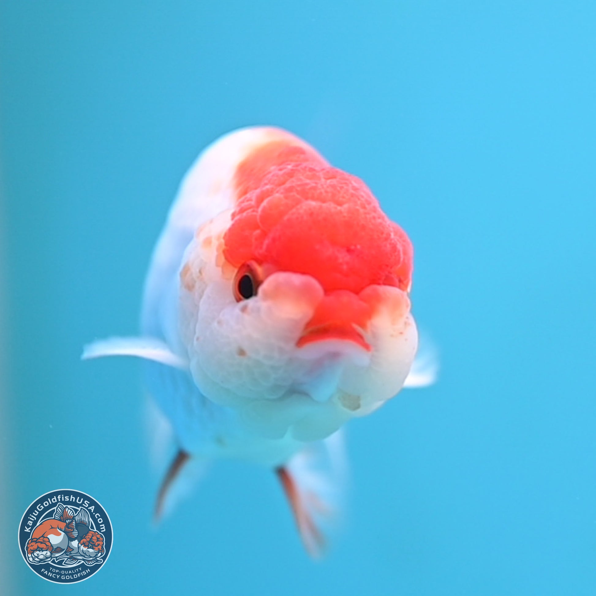 Red White Ranchu 3.25 inches Body - Male (250117_RC01) - Kaiju Goldfish USA