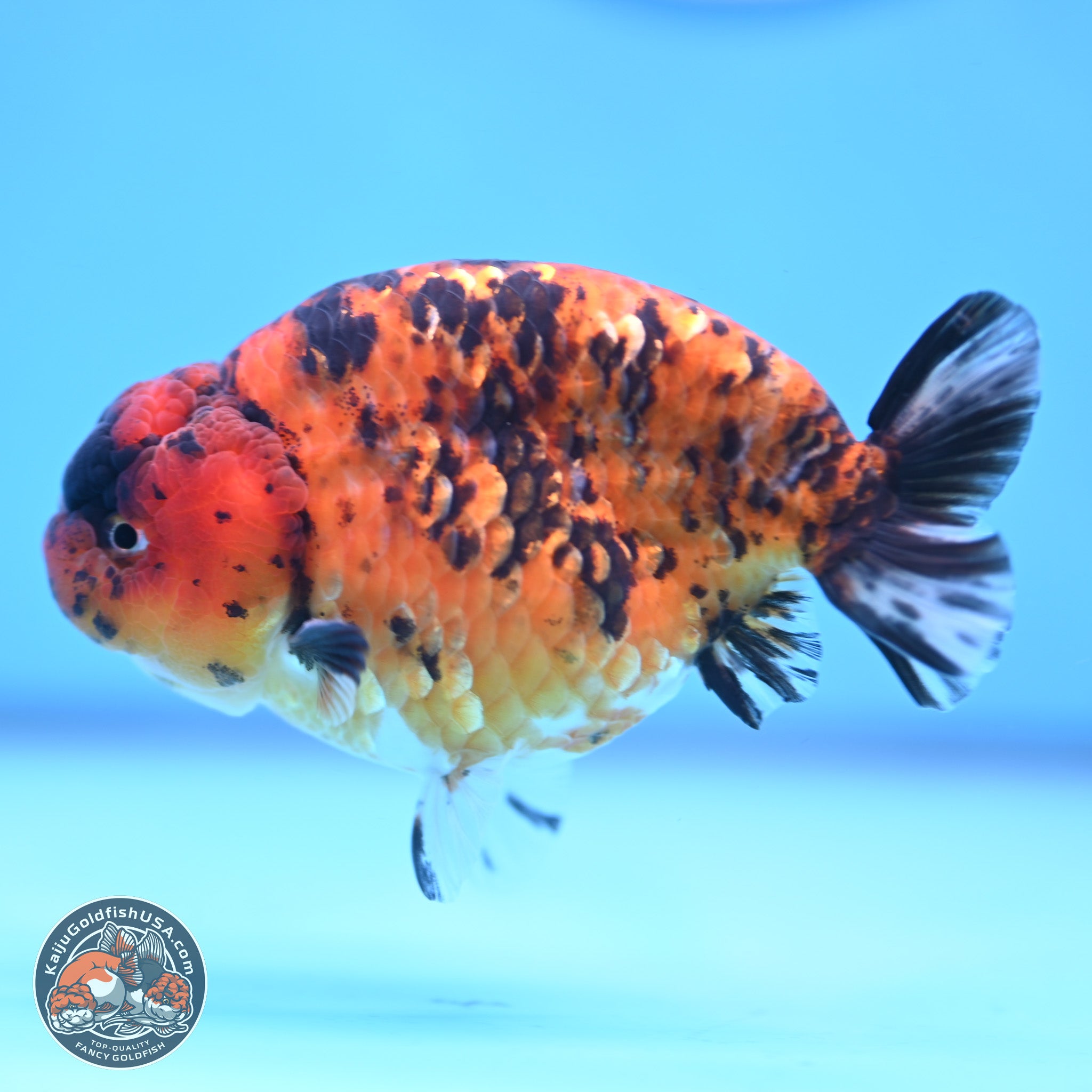 Goldfish Ranchu Tiger Ranchu Goldfish for Sale | Kaiju Goldfish USA