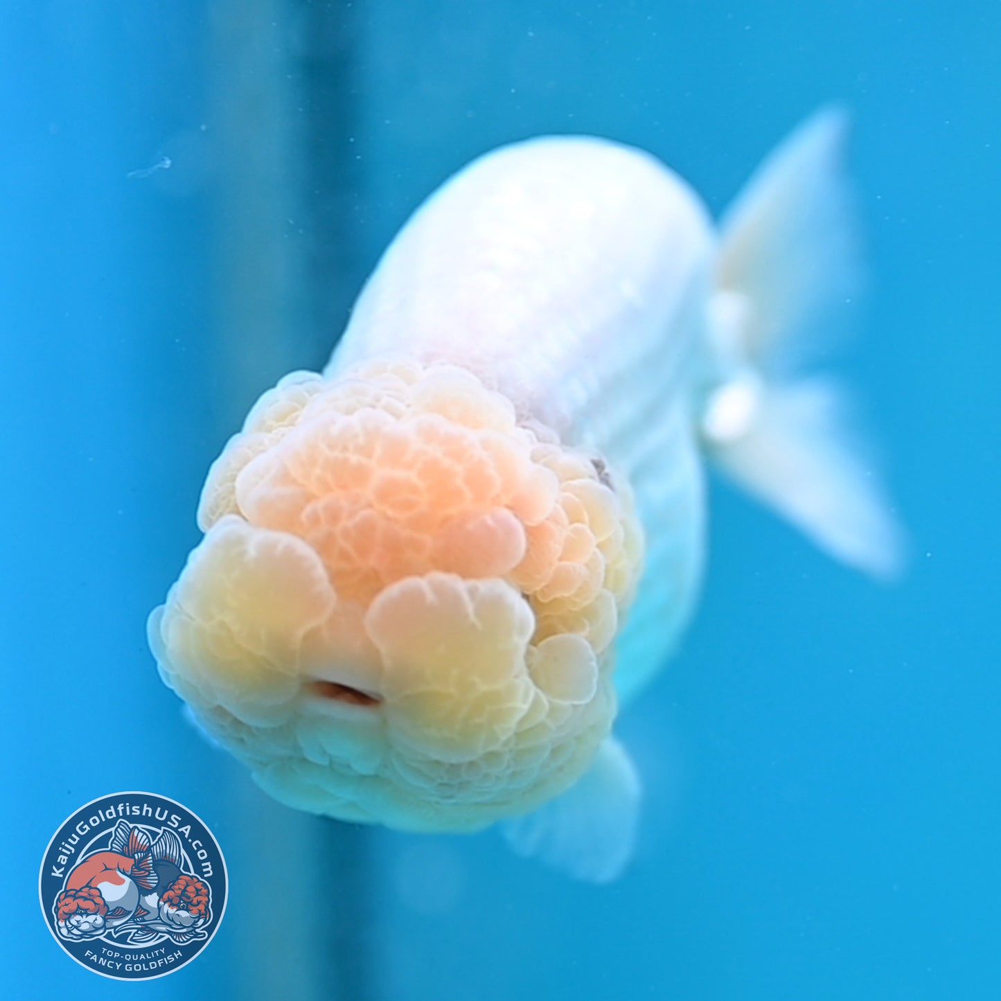 Lemon Head White Ranchu 4.25 inches Body (250502_RC01)