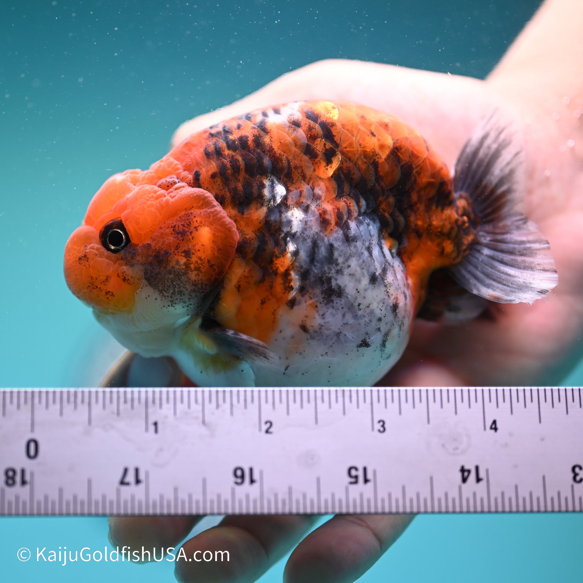 Red Kirin Calico Ranchu 4 inches (240517_RC01) - Kaiju Goldfish USA