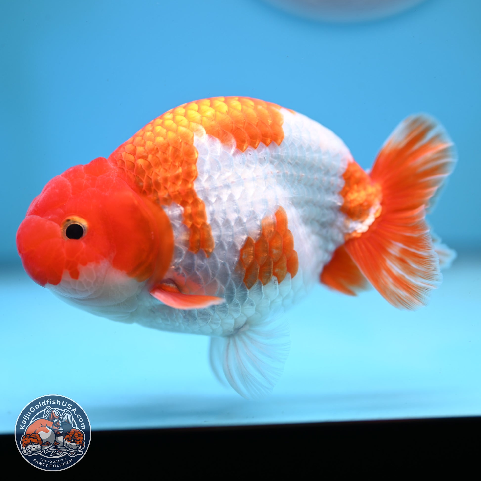 Red White Buffalo Ranchu 5 inches (241025_RC01) - Kaiju Goldfish USA