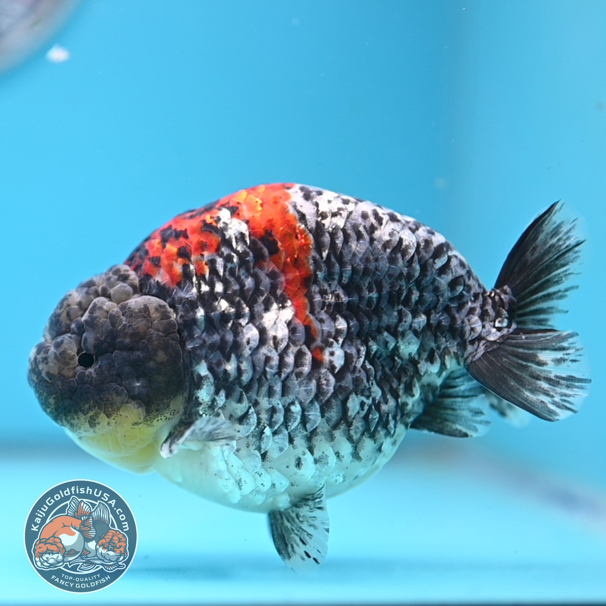 Blue Raspberry Gold Fish Blue Based Metallic Ranchu Goldfish for Sale | Kaiju Goldfish USA