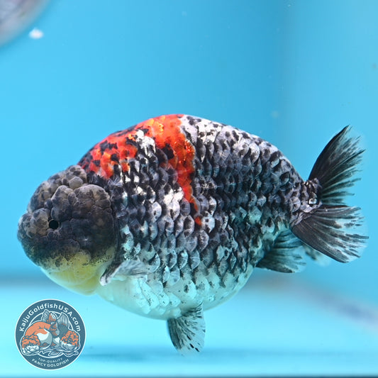 Blue Based Metallic Ranchu 5 inches Body (250523_RC01)